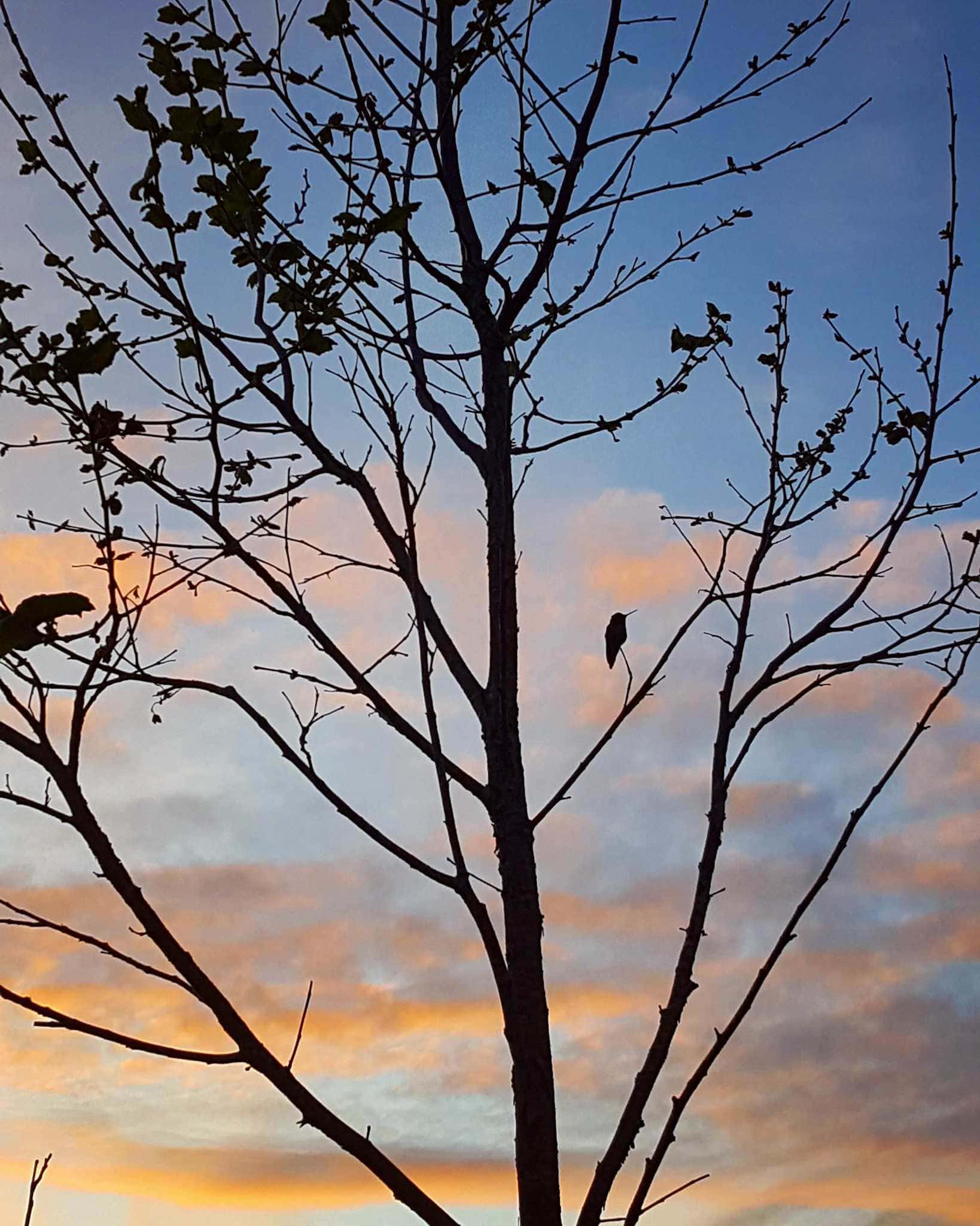 Part of the crown of a large California Sycamore is captured in the evening dusk. It is either the beginning of spring or winter by the lack of foliage and there is a hummingbird perched on a small branch of the tree. The sun is dipping below the horizon in the background so the tree and bird are dark and shaded compared to the sky which is blue with pink and orange clouds. 