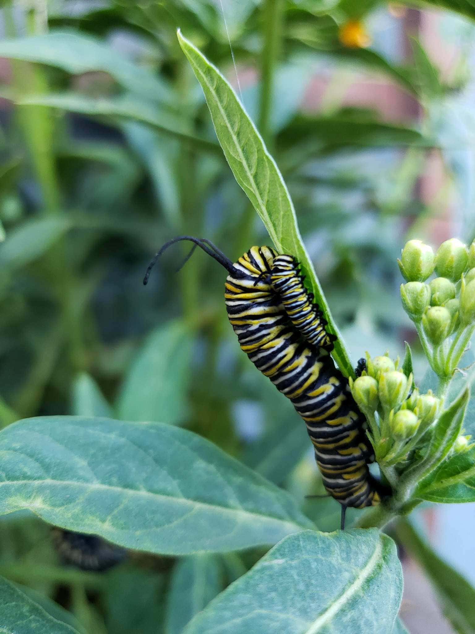 A closeup image of a milkweed plant that has two Monarch caterpillars on it sharing one leaf. One of the caterpillars is much larger than the other, about ten times its size, the large caterpillar will soon pupate into a chrysalis before it turns into a butterfly. Providing host plants for caterpillars is one way to provide wildlife habitat.
 