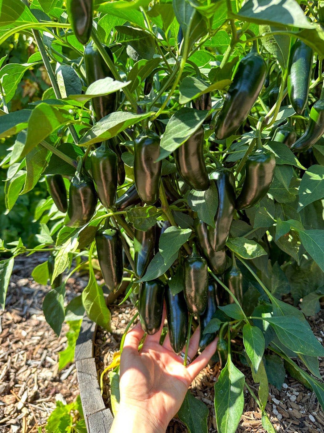 A pepper plant growing inside of a half wine barrel. Large dark peppers are hanging in abundance from the plant. Making cowboy candy is a great way to preserve your pepper harvests. 