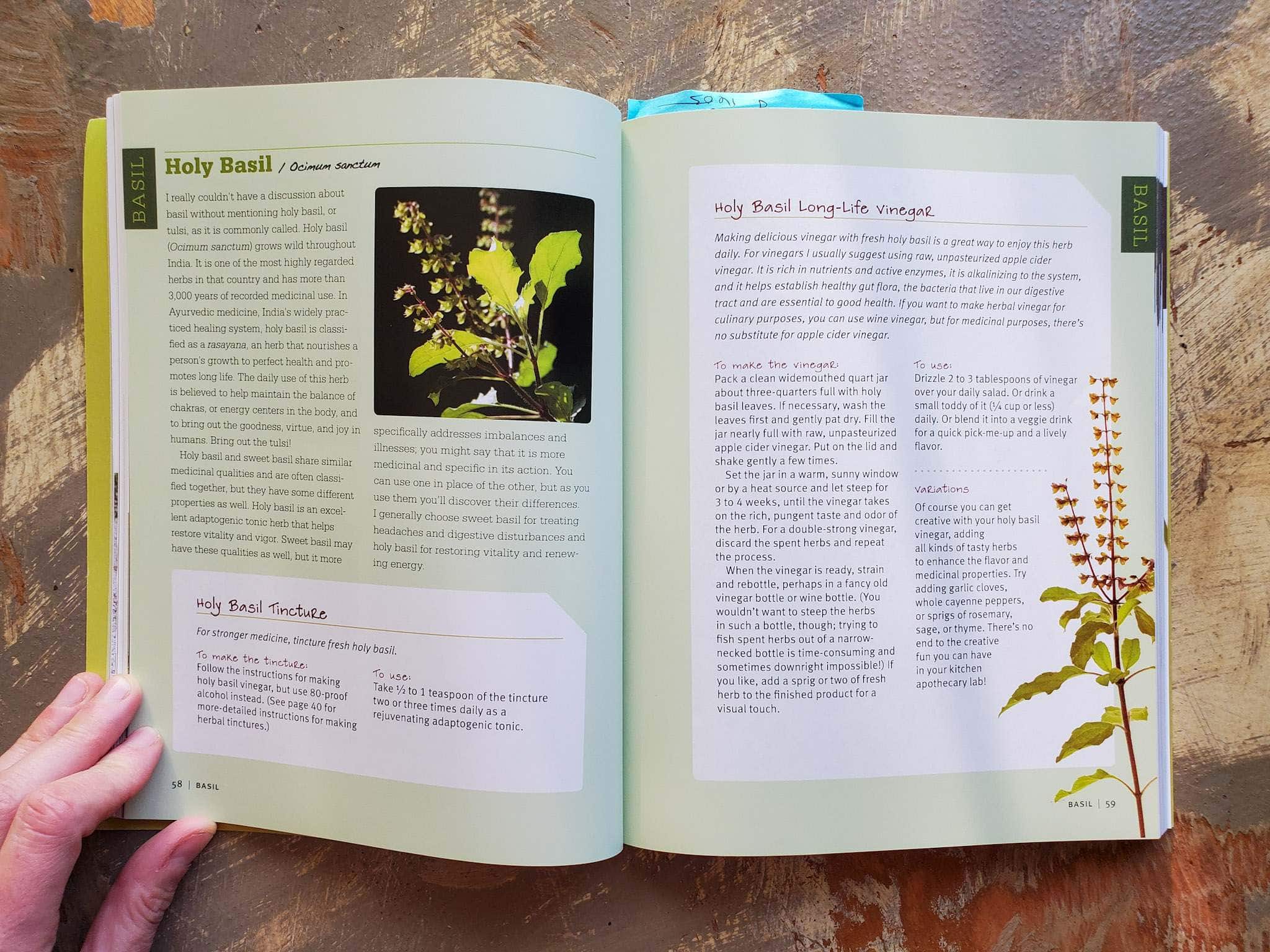 A medicinal herbs book is open to a page about Holy Basil. Recipes are include for a Holy Basil Tincture as well as a Holy Basil Long-Life Vinegar. 