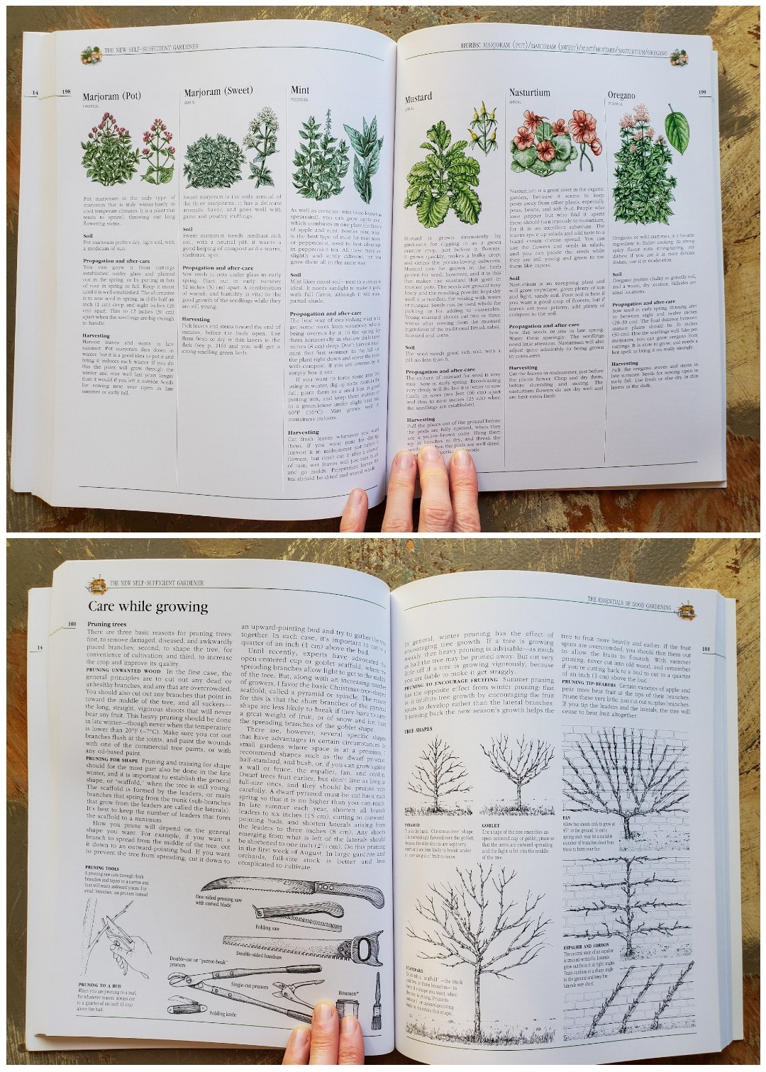 A two page image collage, the first image shows the inside of a book that is describing different types of herbs, from marjoram to mustard and nasturtium. The second image shows the same book open to a different page that shows different types of pruning techniques along with the various tools used for the job. 