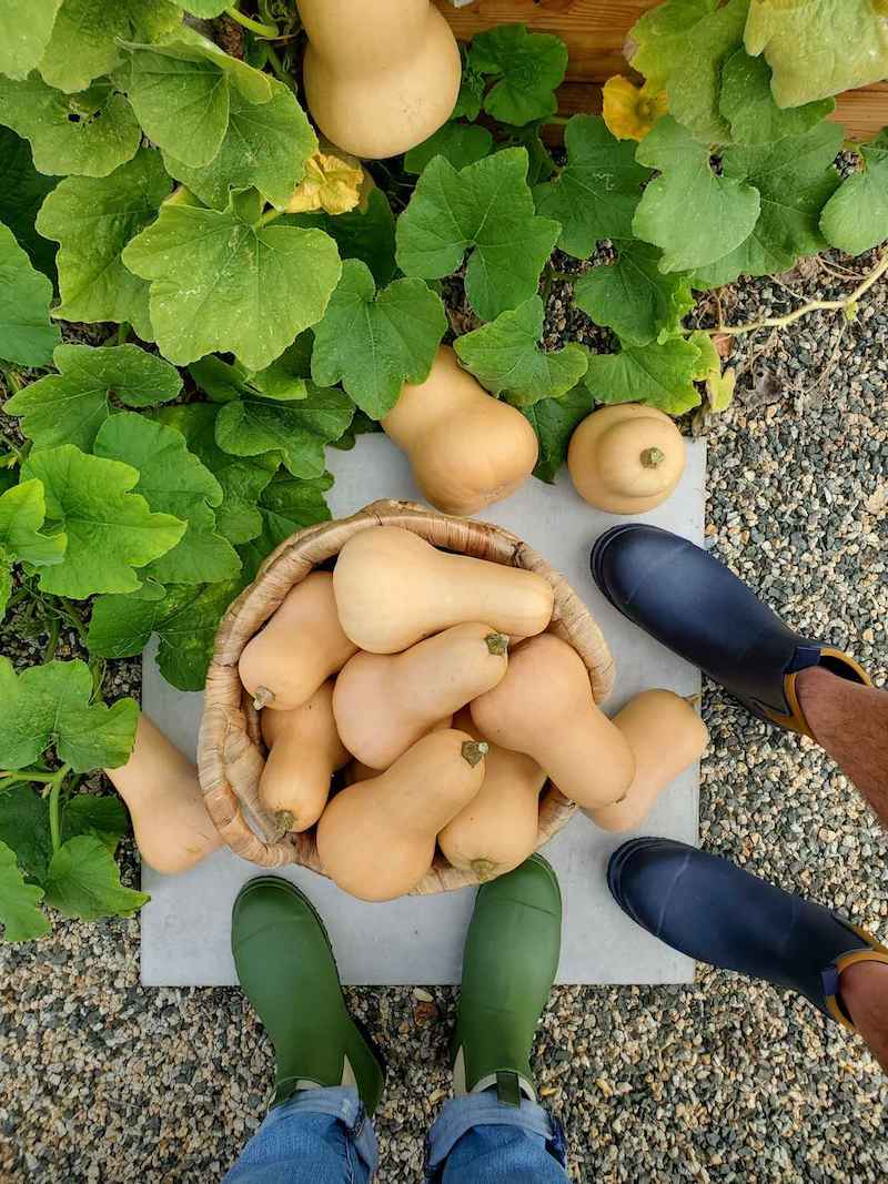 A birds eye view photo of a wicker basket full of harvested butternut squash, a vine from the plant is growing out from the raised bed nearby and is bordering the basket. Two people stand near the basket, only their boots are visible. 