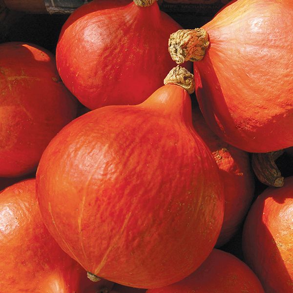 Bright reddish orange skin and oblong teardrop shaped red kuri squash. The shape, color, and flavor of this squash make it one of the good winter squash varieties to grow. 