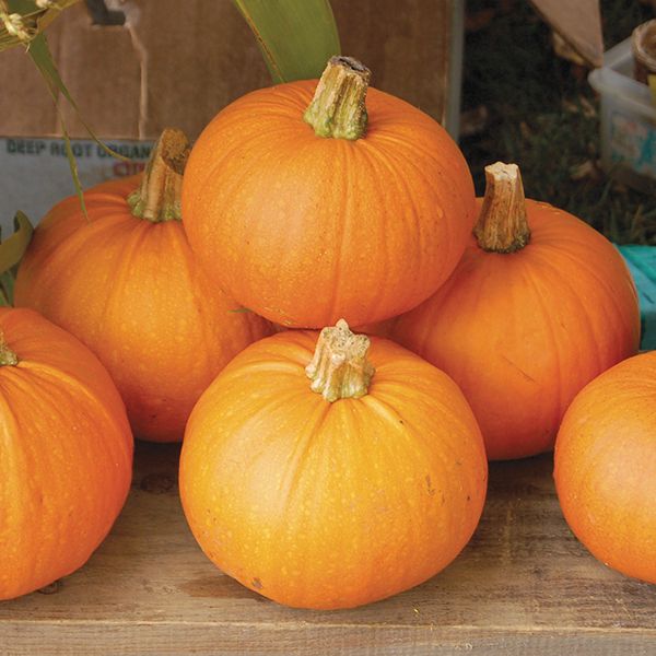 A group of short and squat, light orange pumpkins with light tan stems are mostly used for baking. 