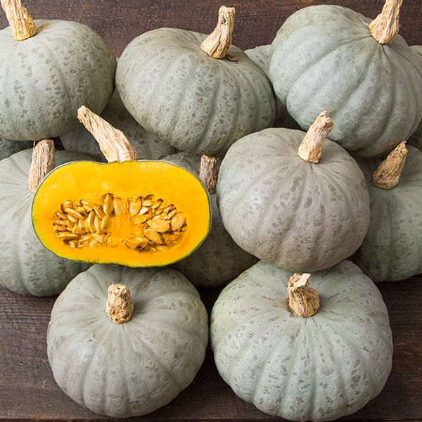 A pile of Winter Sweet squash that is lighting silvery blue in color, one has been cut in half to reveal the bright orange flesh and seedy cavity within. This is one of the winter squash varieties we are growing this season and the plants are very vigorous.  