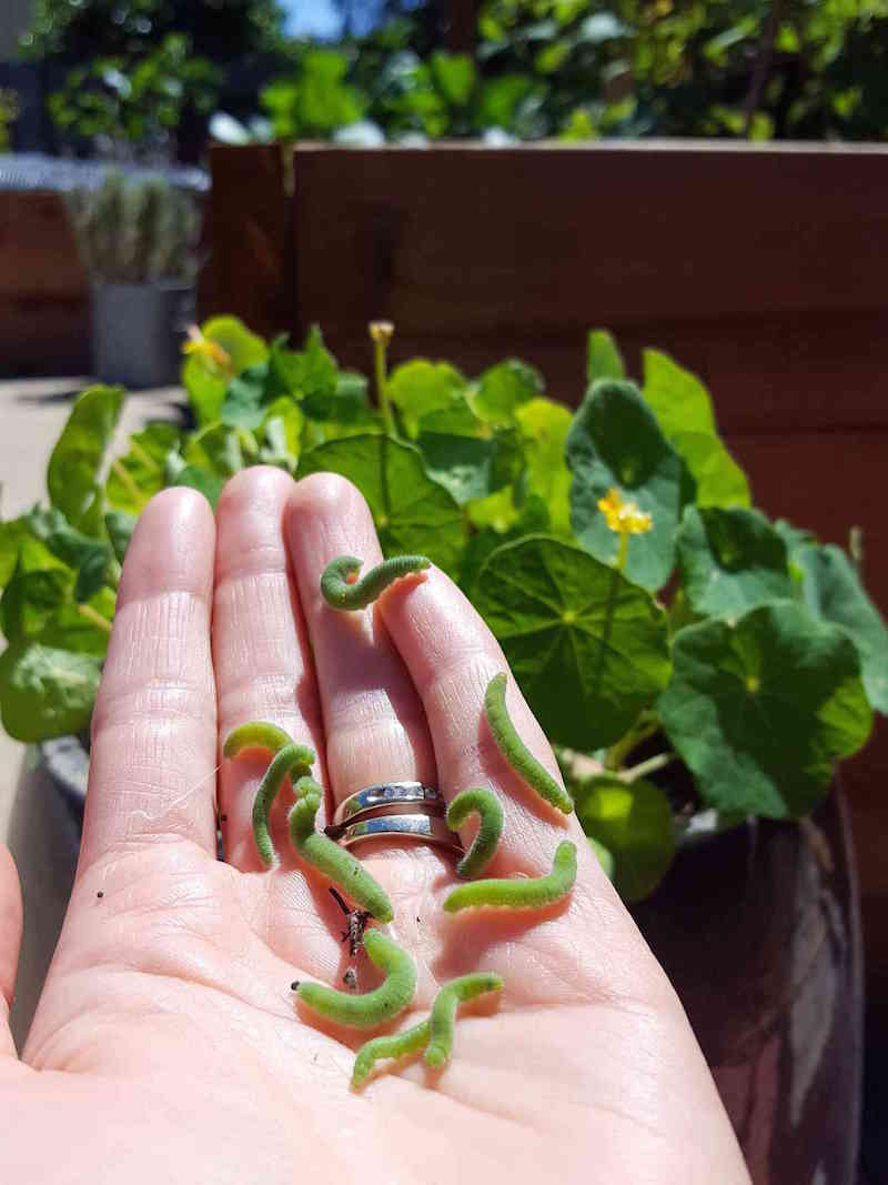 A hand is holding about ten cabbage white caterpillars after they have been manually removed from the nasturtium trap plant in the background. Trap plants help keep the caterpillars off your vegetables. 