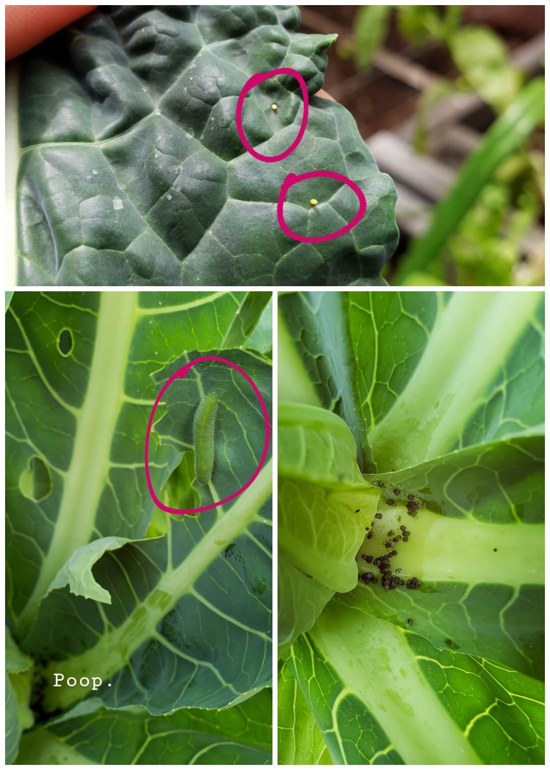 A three way image collage, the first image shows a kale leaf with two cabbage white butterfly eggs on it. They are slightly more yellowish orange, and indication that it will soon hatch. Each egg has been circled purple using a paint app. during editing to highlight the egg. The second image shows the inside of a cauliflower plant, there is a cabbage white caterpillar attached on one of the leaves eating away. It has also been circled purple to highlight the caterpillar and how it camouflages against the plants leaves. The third image shows the inside of a cauliflower plant and the caterpillar poop that has collected in the bottom of it. If you see poop, a caterpillar is usually near.  