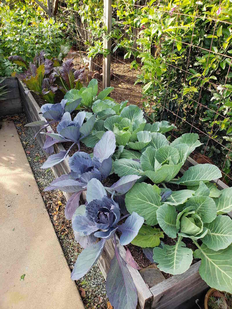 Raised garden beds are shown, the bed in the foreground has red cabbage planted in the front and green cabbage planted in the back. While the beds further away are full of red giant mustard greens and fava beans. 