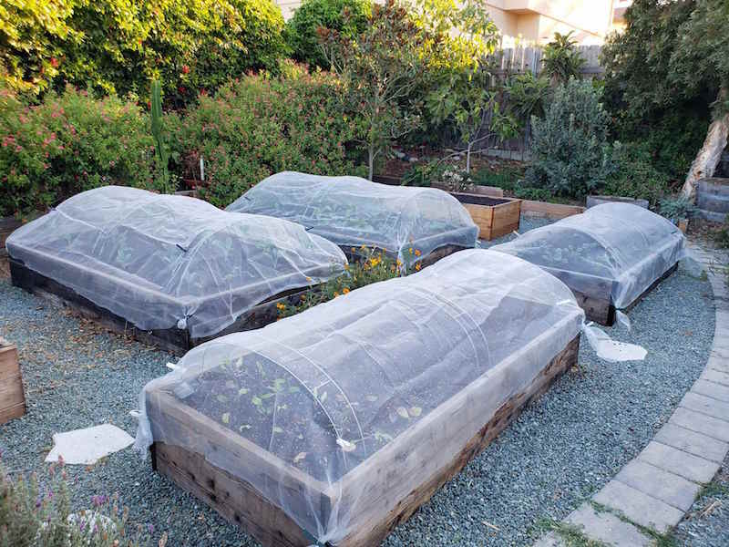 Four raised wooden garden beds are covered with floating row covers with the assistance of hoops to keep the covers elevated off the plants below. There are many bushes, shrubs, and trees lining the perimeter of the garden. 
