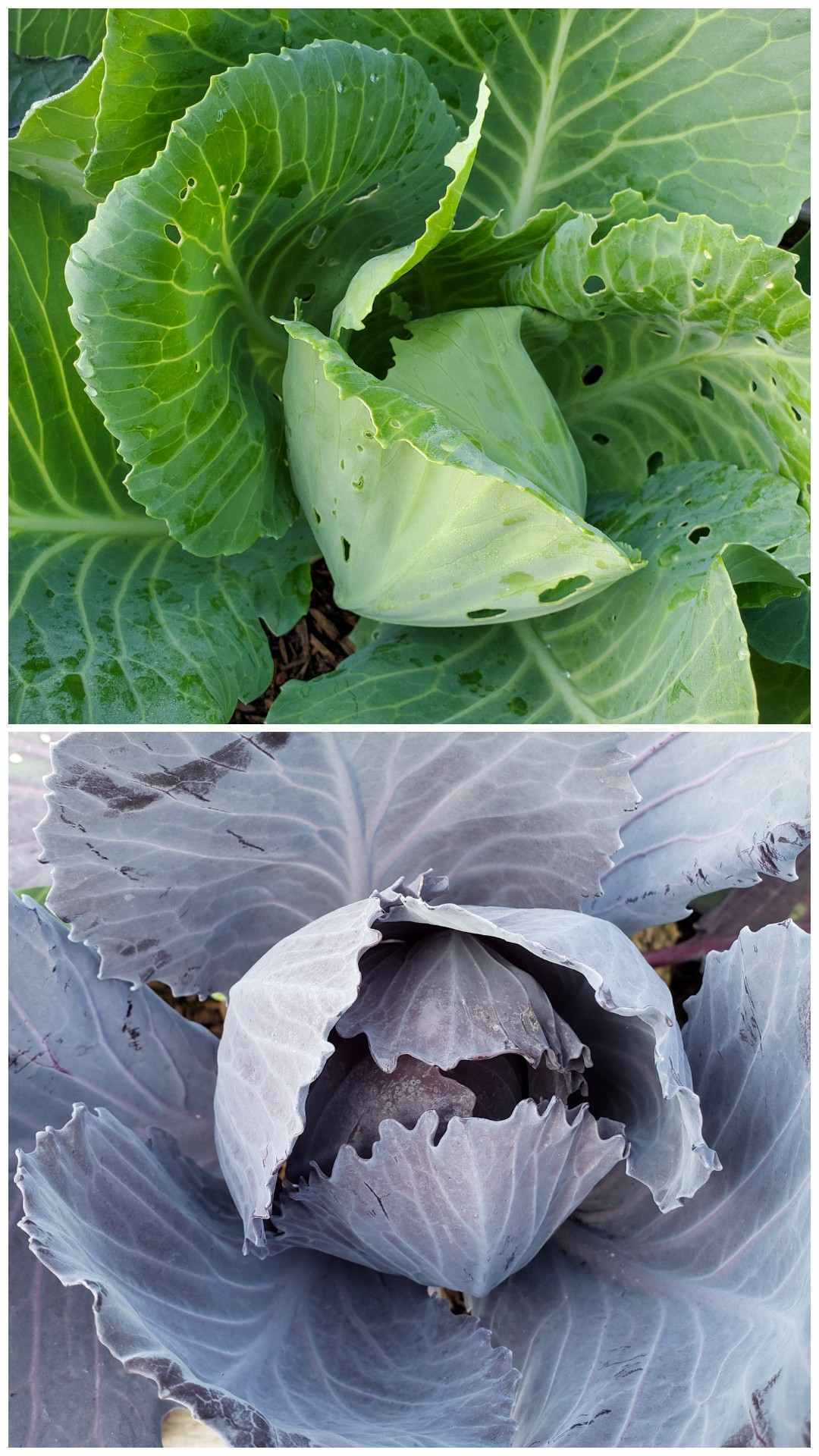 A two way image collage, the first image shows a close up of a green cabbage head. There are many holes throughout the various leaves on the plant due to cabbage white caterpillars. The second image shows a close up of a red cabbage head and it does not have any holes in it from cabbage white caterpillars even though it is planted right next to the green. Cabbage white butterflies lay almost exclusively on the green cabbage because they are drawn to the green color as opposed to the purple or red. 