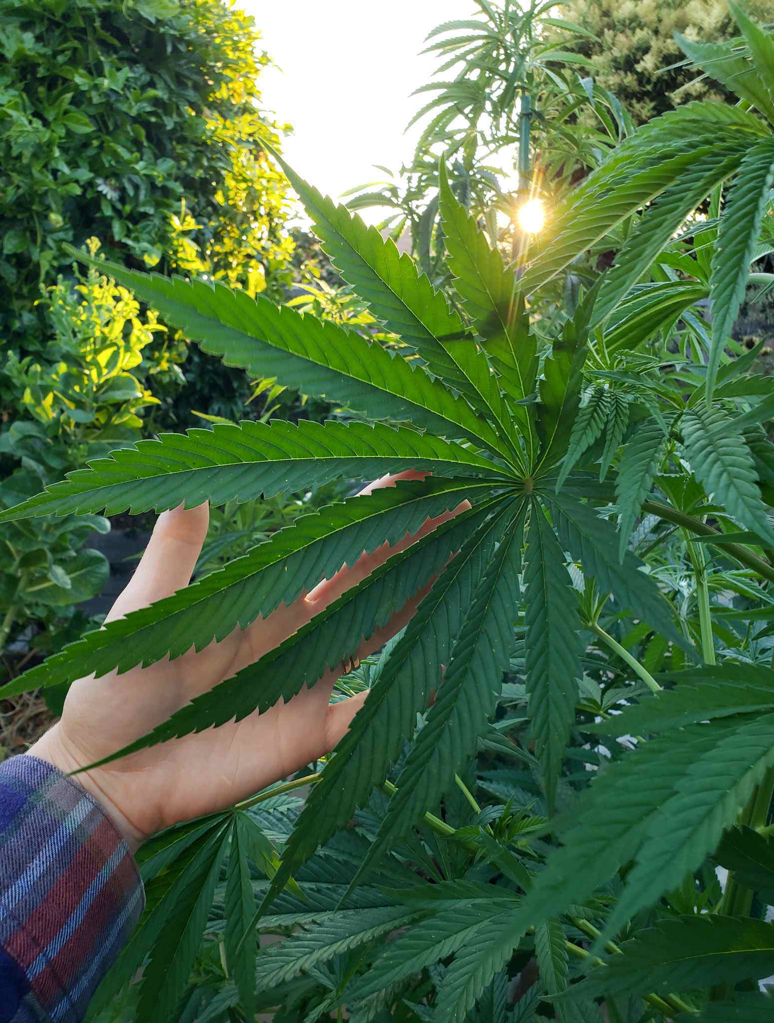DeannaCat is holding the back of a huge cannabis fan leaf to help it pose for the image. The dark green leaf with serrated edges stands as the feature of many more leaves surrounding the one, the setting sun is filtering through the main stalk of the plant. 