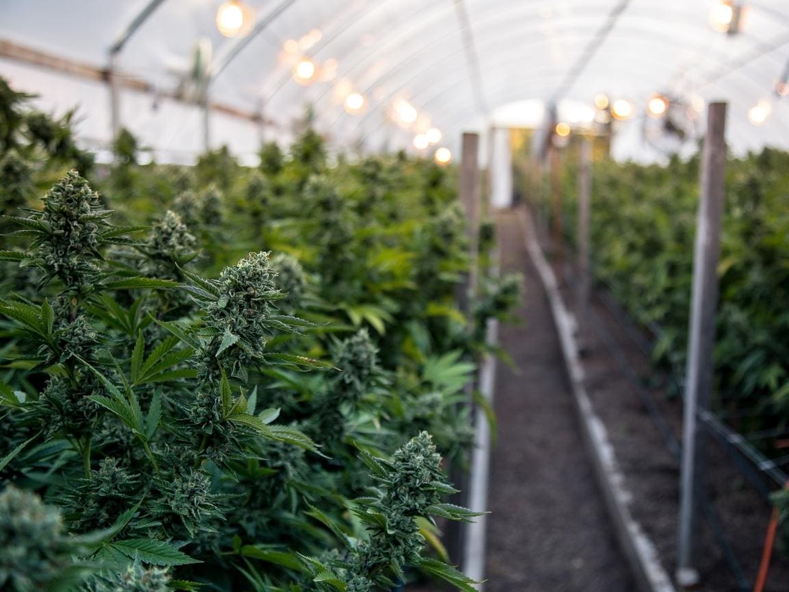 An image from the inside of a greenhouse that is growing cannabis. Lights and fans are visible towards the top of the house while many plants in full flower mode are growing, their green flowers accented by white and brown pistils. Choose CBD oil from organically grown hemp.