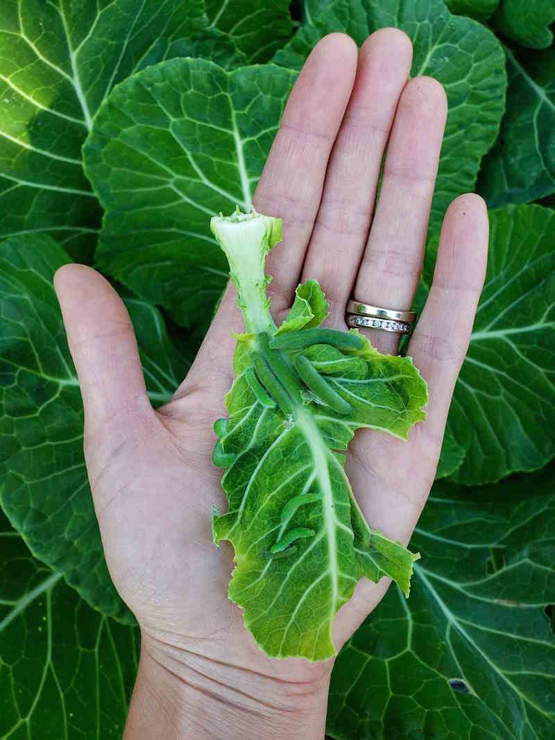 A hand is holding a partially eaten cabbage leaf with about ten cabbage white caterpillars on it. They have been manually removed from multiple plants throughout the garden. 
