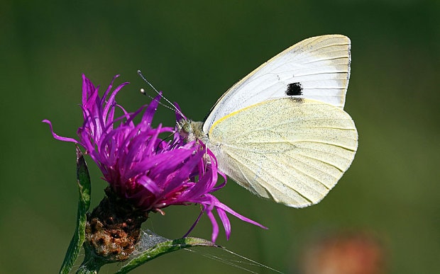 A cabbage white butterfly is feeding on a purple flower in the sunlight. The background is blurry green while the flower and butterfly are in focus. 