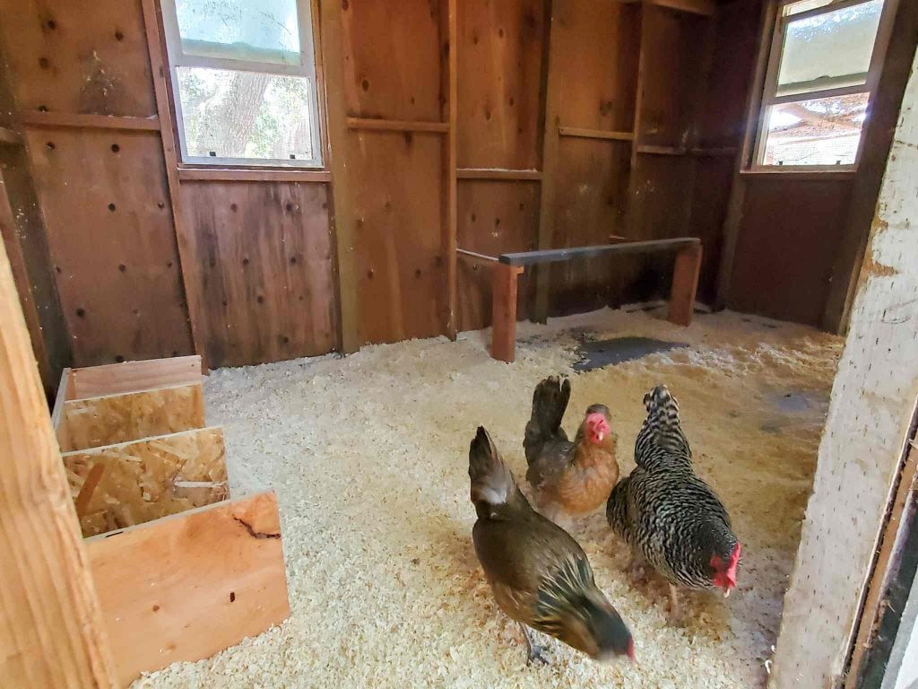 The inside of a chicken coop is pictured with three chickens pecking around in the fresh shavings. Three nest boxes are tucked off to the left with a roost towards the right corner. Two windows are open, each on the opposite wall from the other.