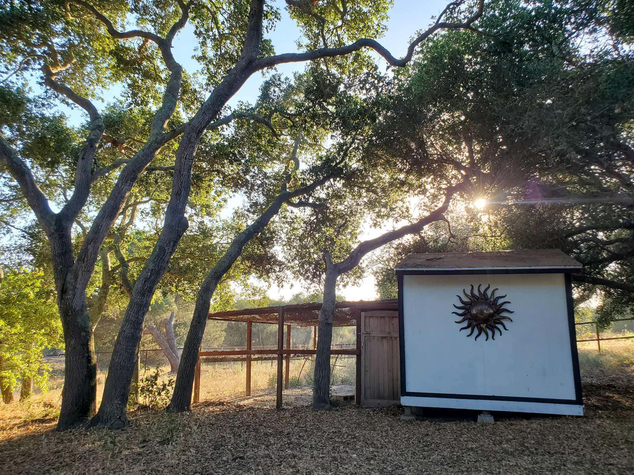 A white shed that has been converted into a chicken coop with and outdoor run made of hardware cloth attached to it. It is under a copse of oak trees, the setting sun is shinning in through the canopy. 