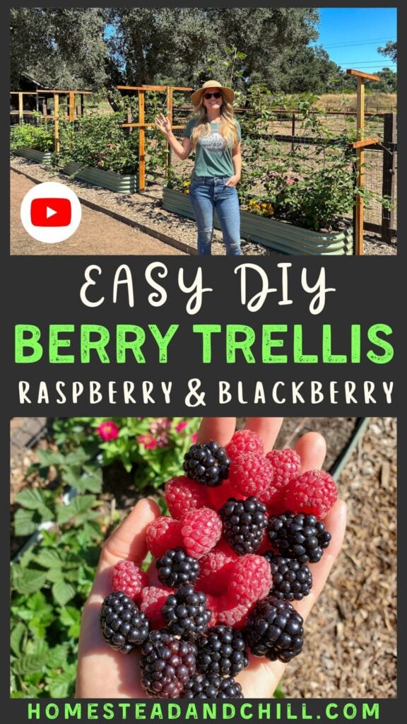 DIY Berry Trellis: How to Build a Wire Raspberry or Blackberry Trellis (Video)