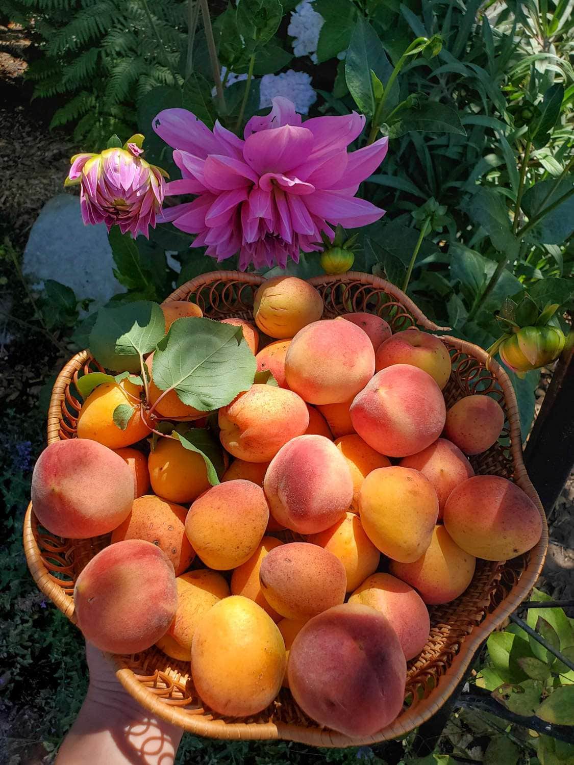A wicker basket is being held next to a dahlia plant with a few dark pink flowers, freshly harvested apricots and peaches are inside the basket.  