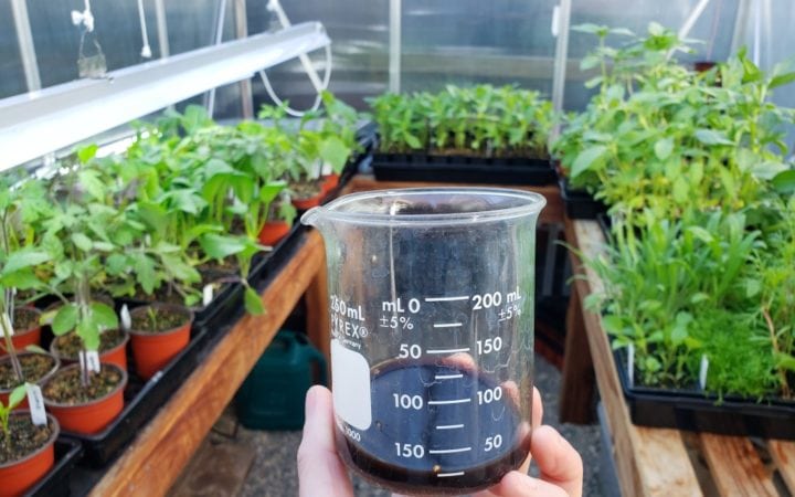 A hand holding a beaker of seaweed extract to feed to seedlings, shown in the background in trays in a greenhouse