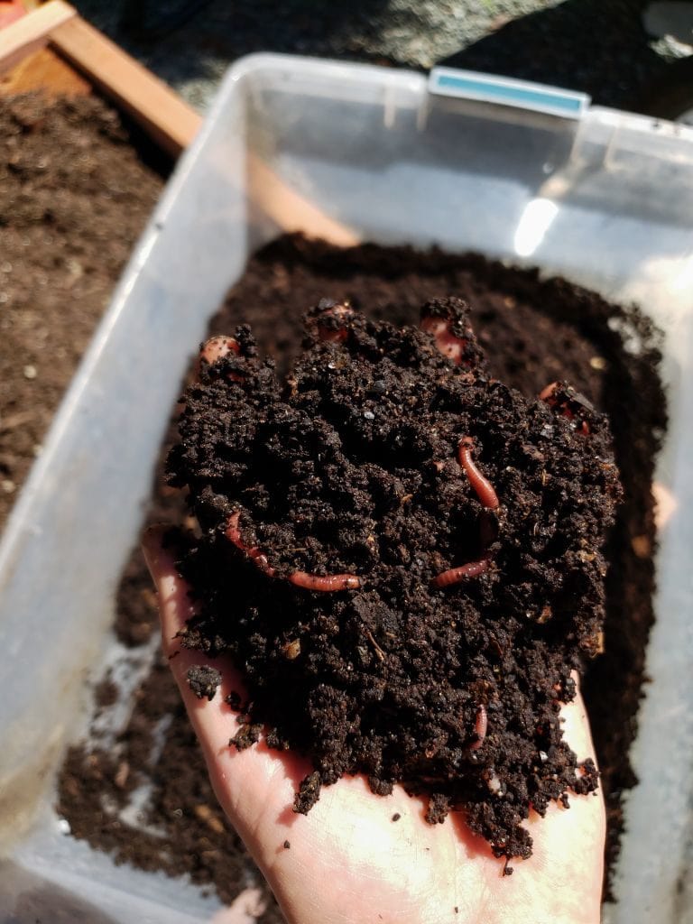 A hand holding a handful of rich looking soil, which is actually worm castings. A few red worms are in with the worm castings. In the background, there is a whole tub of worm castings, 