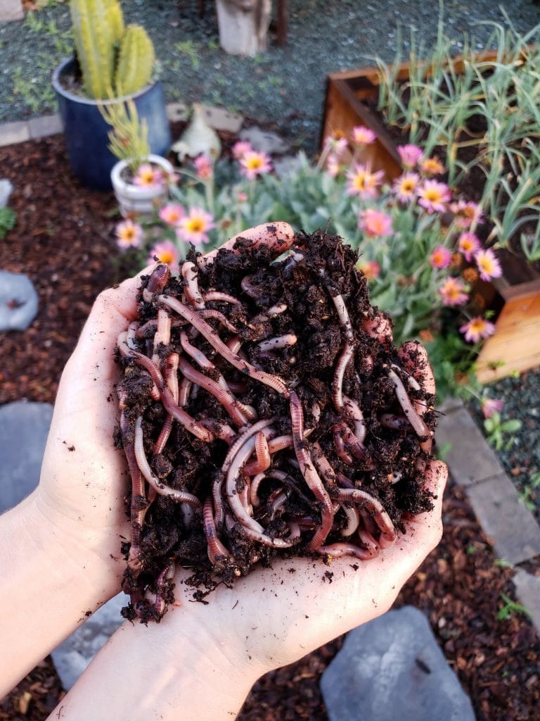 Two hands held together, cupping a large pile of european nightcrawler earth worms. The hands are poised over a garden space