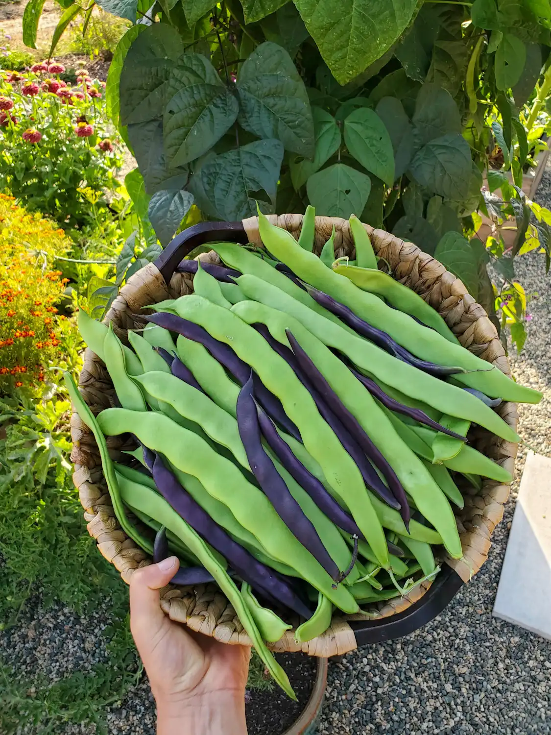 A wicker basket is held by and outstretched hand, the long and slender purple and green veggies are neatly arranged in the basket. 