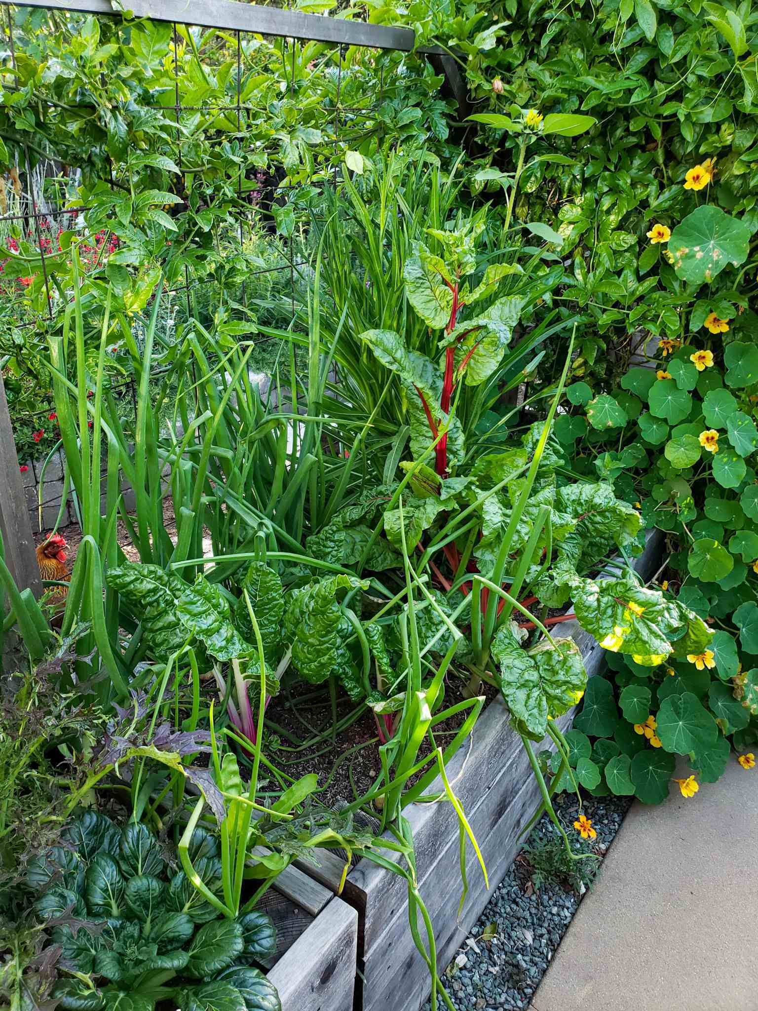A raised garden bed full of swiss chard planted amongst onions. There is also nasturtium and passion fruit vines in the rear of the bed. There are various flowering plants amidst a green sea of plants in the background beyond. 