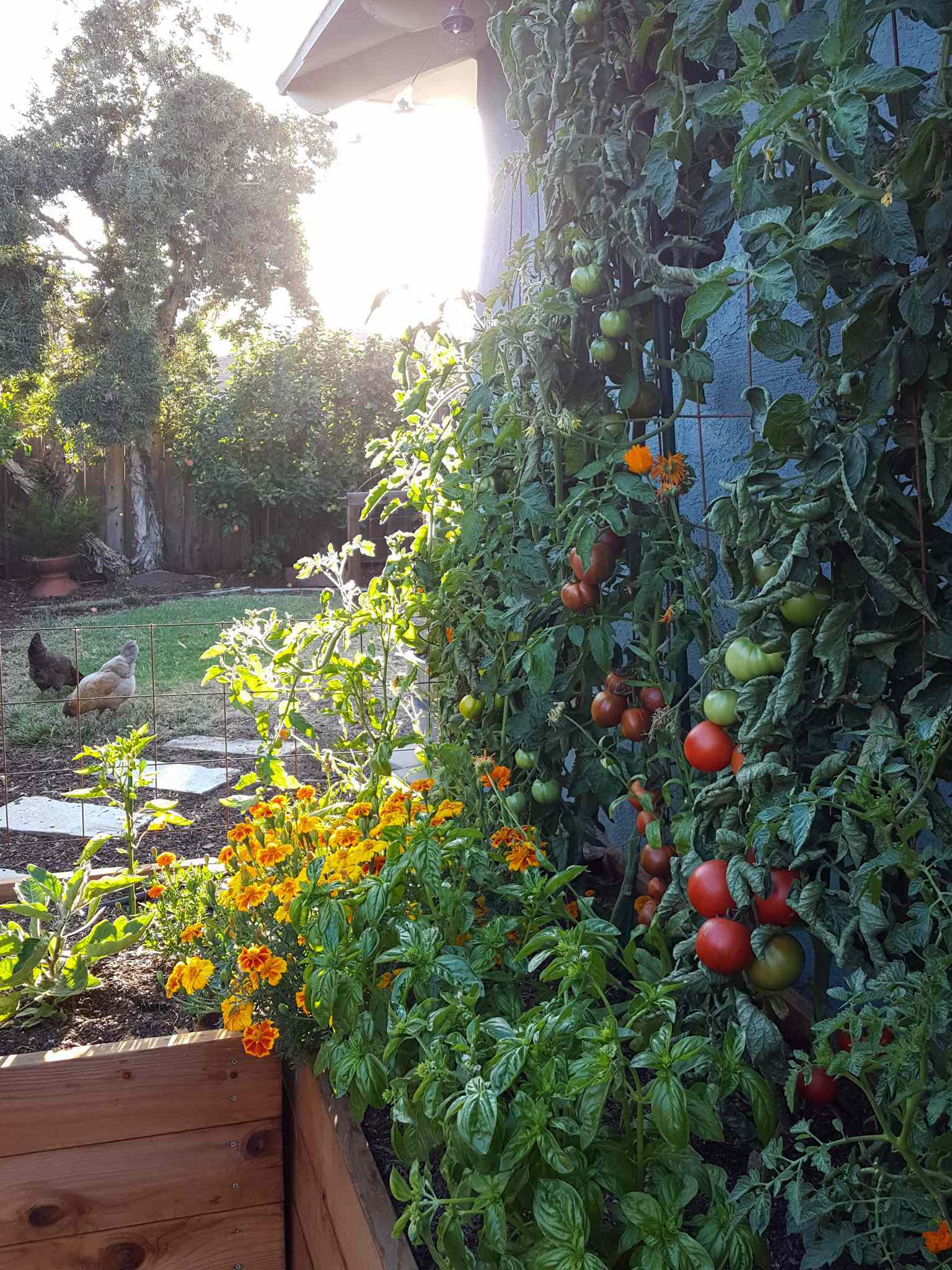 Tomatoes growing up a trellis next to a house are shown. They are making their way towards the roof of the house. There are many ripe and unripe tomatoes of varying colors. In front of the tomatoes there are marigolds and basil growing with chickens in the background outside of the garden area as the setting sun casts a warm glow over the yard. 