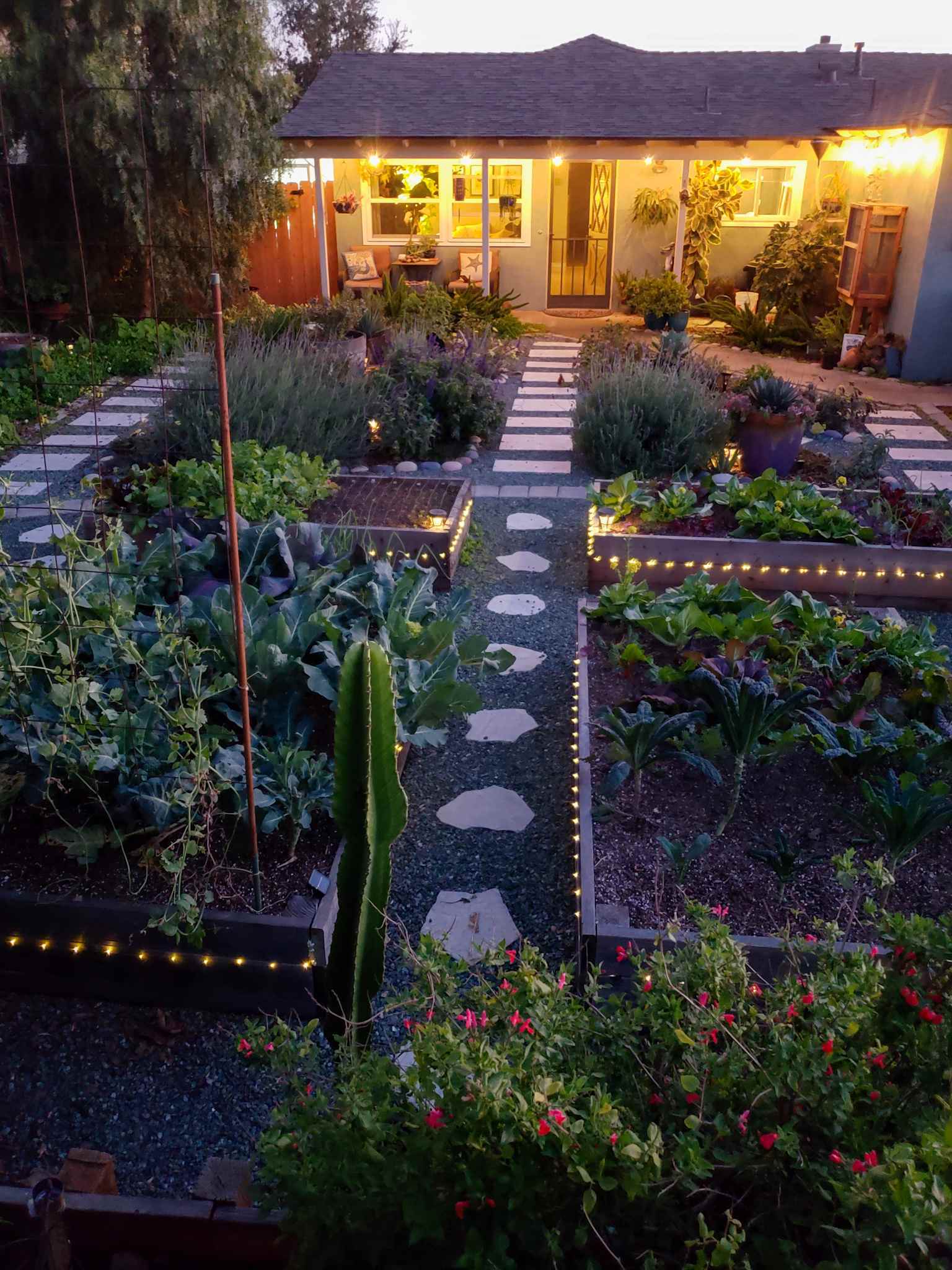 An image of the front yard garden facing the house. It is dusk and the string lights on the porch are lit. There are raised garden beds full of vegetables, islands lined with river rock that contain flowering perennial and annual plants, cacti, shrubs, trees, and vines. The pathways are landscaped with gravel and walkways lined with pavers and stone. 