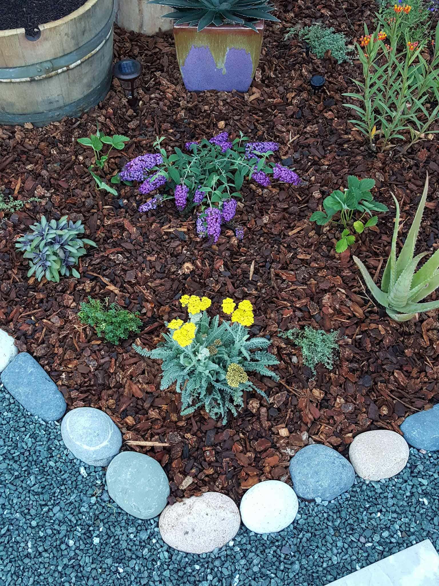 The corner of a pollinator island section of the front yard garden. The edges are lined with cobblestone with gravel pathways on the outside. Inside the islands there are various perennial plants consisting of yarrow, agave, aloe, edible sage, strawberries, milkweed and various other herbs. It is mulched with small redwood bark mulch. 