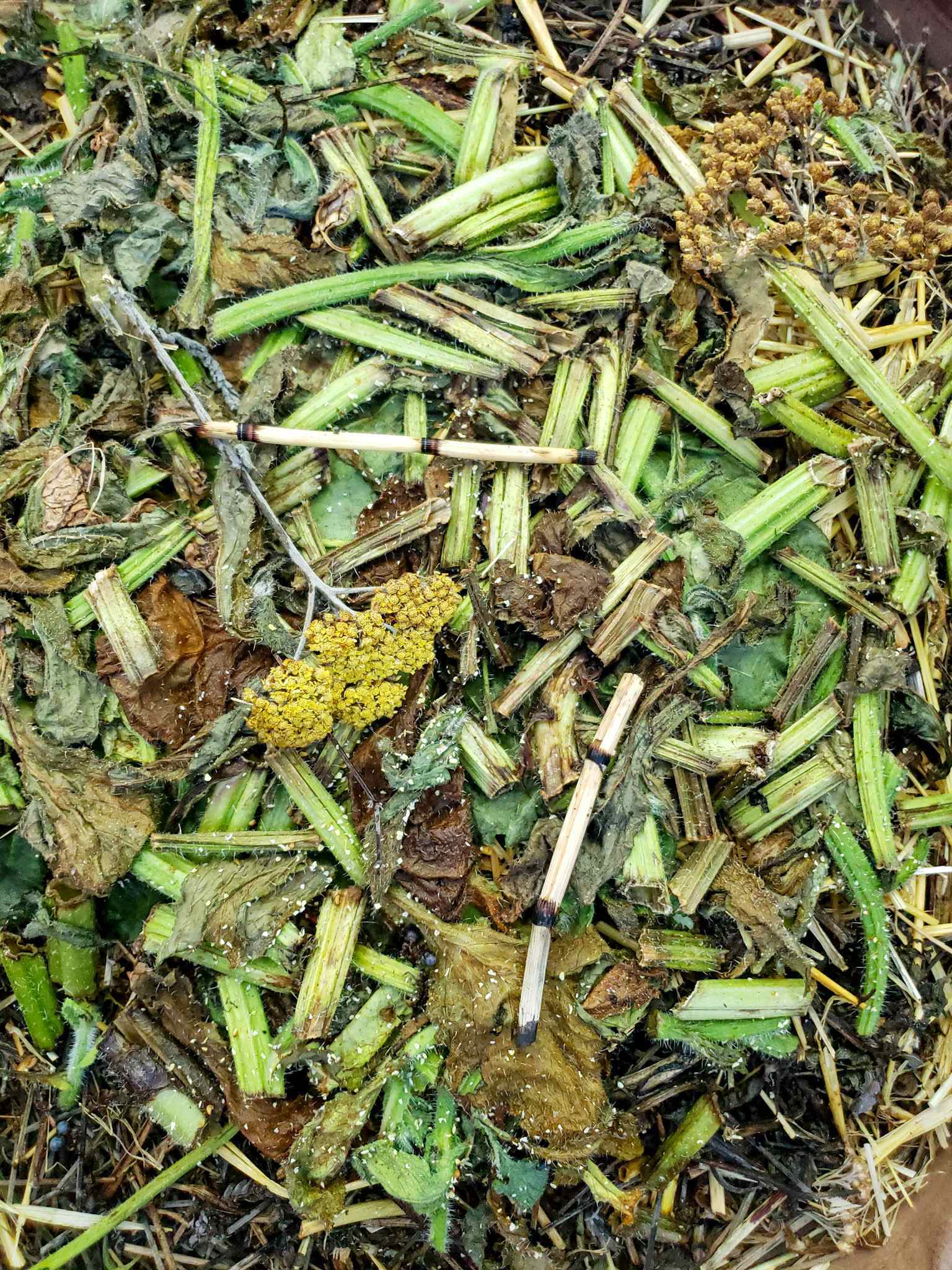 A close up image of green  mulch consisting of fava bean plants, horsetail, yarrow flowers and borage. Some of the mulch is still green in color while other parts have turned more brown. 