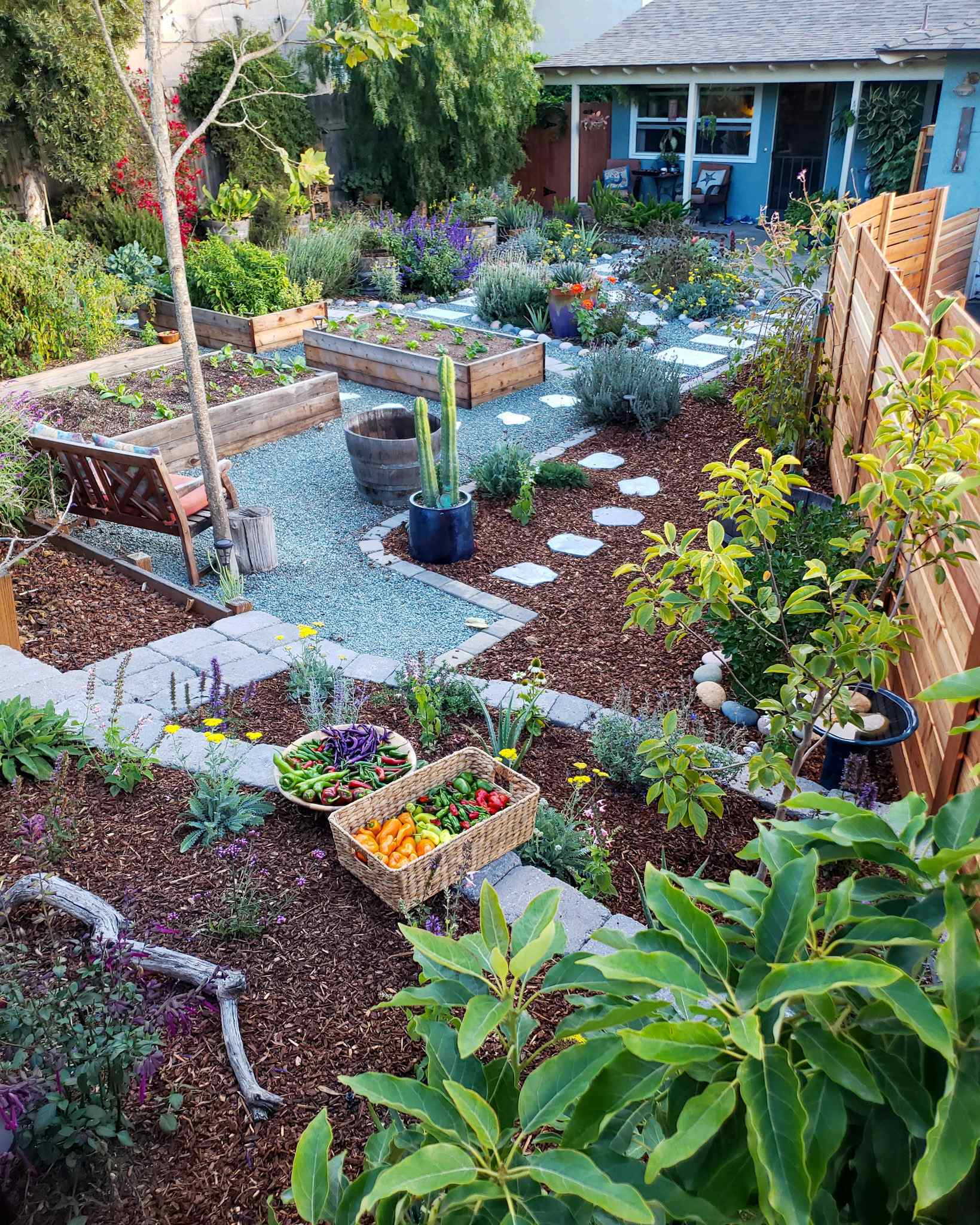 The front yard garden shown, the image is taken towards the house. From terraced garden space in the foreground mulched with redwood bark adorned with two wicker baskets full of various chili peppers, to the redwood bark mulched perimeter dotted with trees and shrubs, to the gravel pathways lined with pavers for a walkway, along with various garden beds mulched with woody compost. There are plants of all kinds growing amongst each other, in every space possible. 