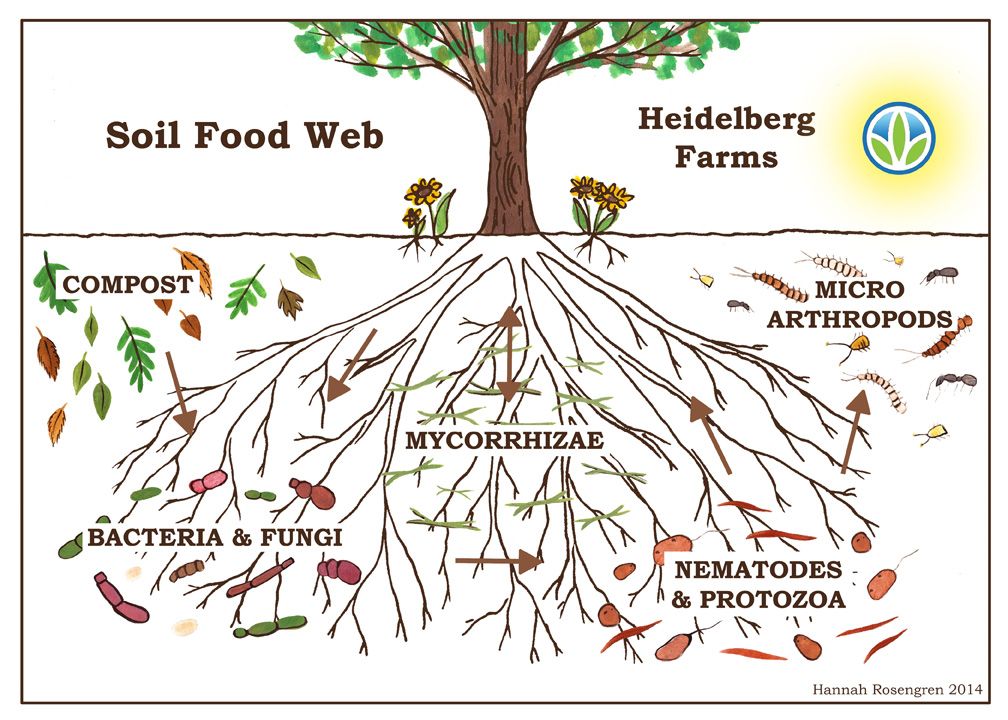 A diagram by Heidelberg Farms showing what the Soil Food Web looks like below ground. There are tree roots with compost and micro arthropods on the soil surface, with bacteria and fungi, mycorrhizae, and nematodes and protozoa below the soil surface, in and around the tree roots. 