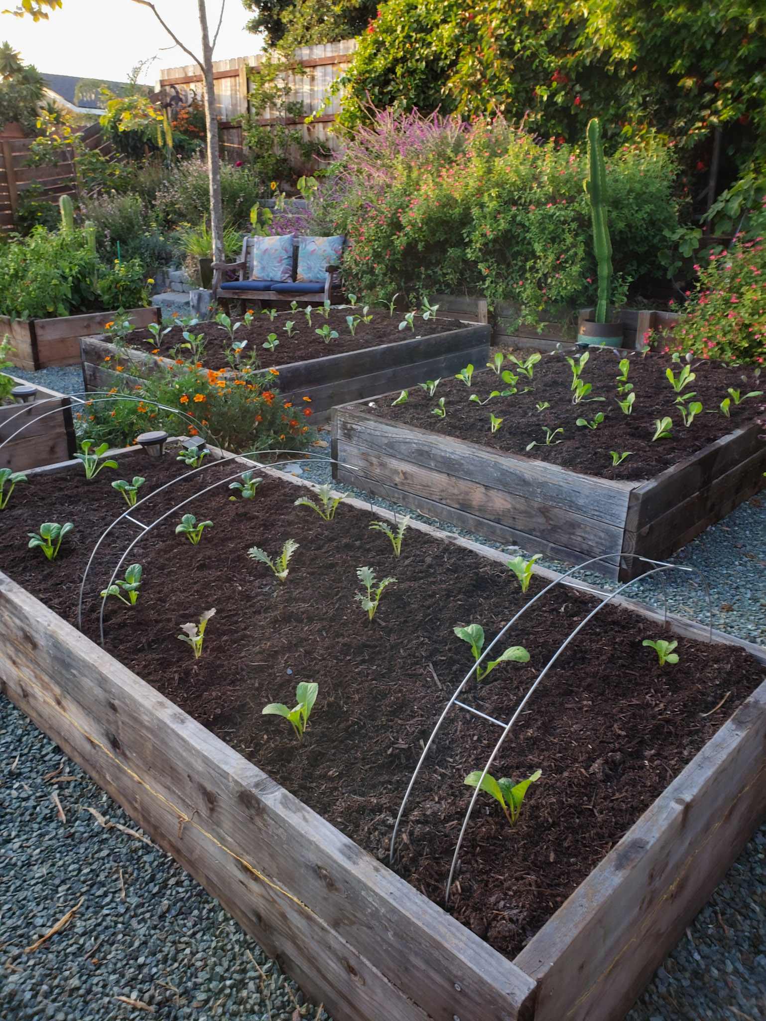 A number of raised garden beds are shown, each planted out with various tender seedlings and topped with woody compost mulch. Some of the beds have hoops attached to them which will be lined with row covers to keep pests out. There are various perennial flowering plants in the background along with cacti, vines, shrubs, and trees.