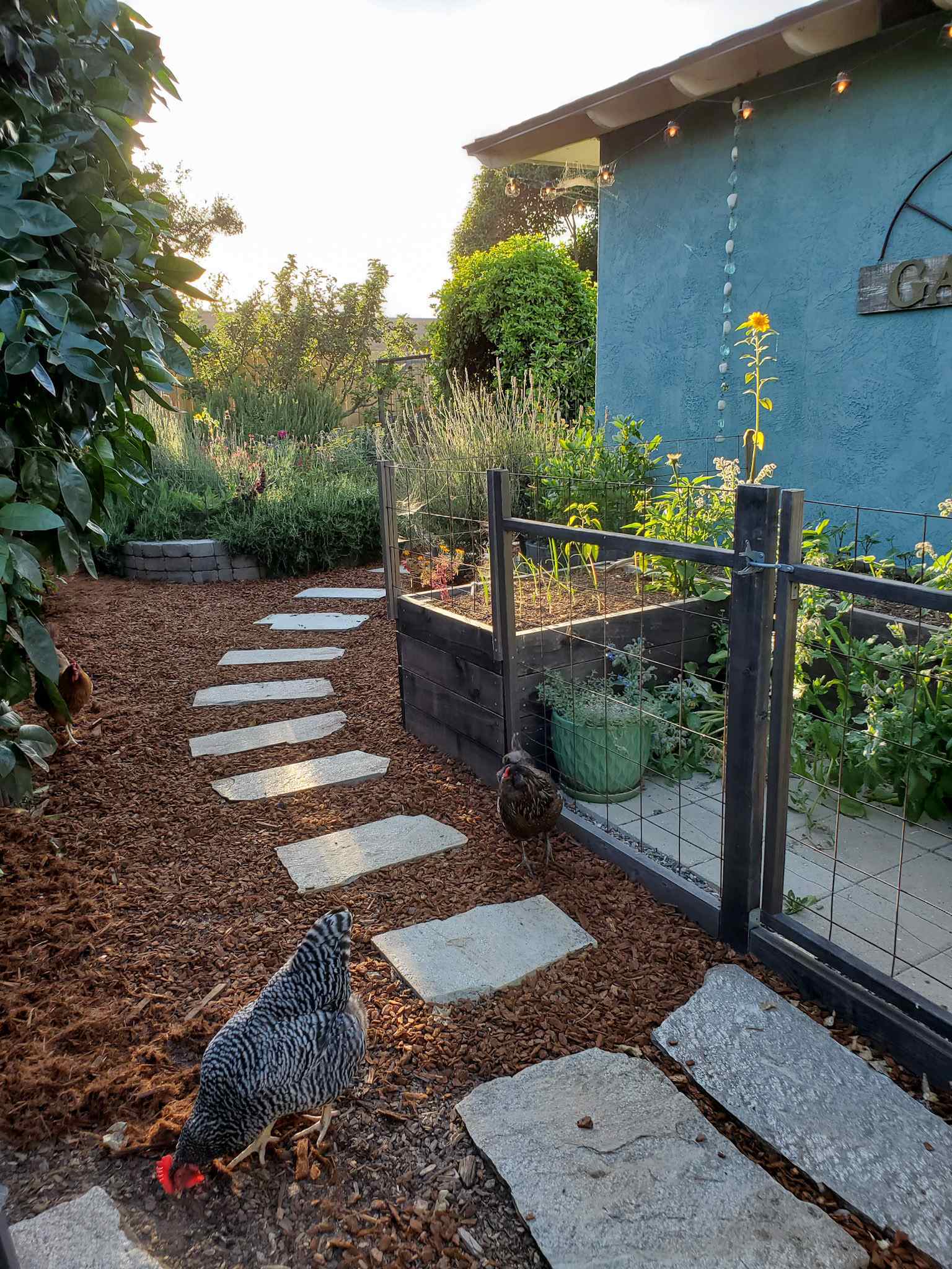 A backyard image showing a pathway weaving towards the coop garden, there are two chickens standing in the near foreground. The yard has been mulched with fresh redwood bark and shredded redwood mulch up until the very bottom of the image which still shows some older garden mulch that is darker brown after losing its reddish brown color with time. 