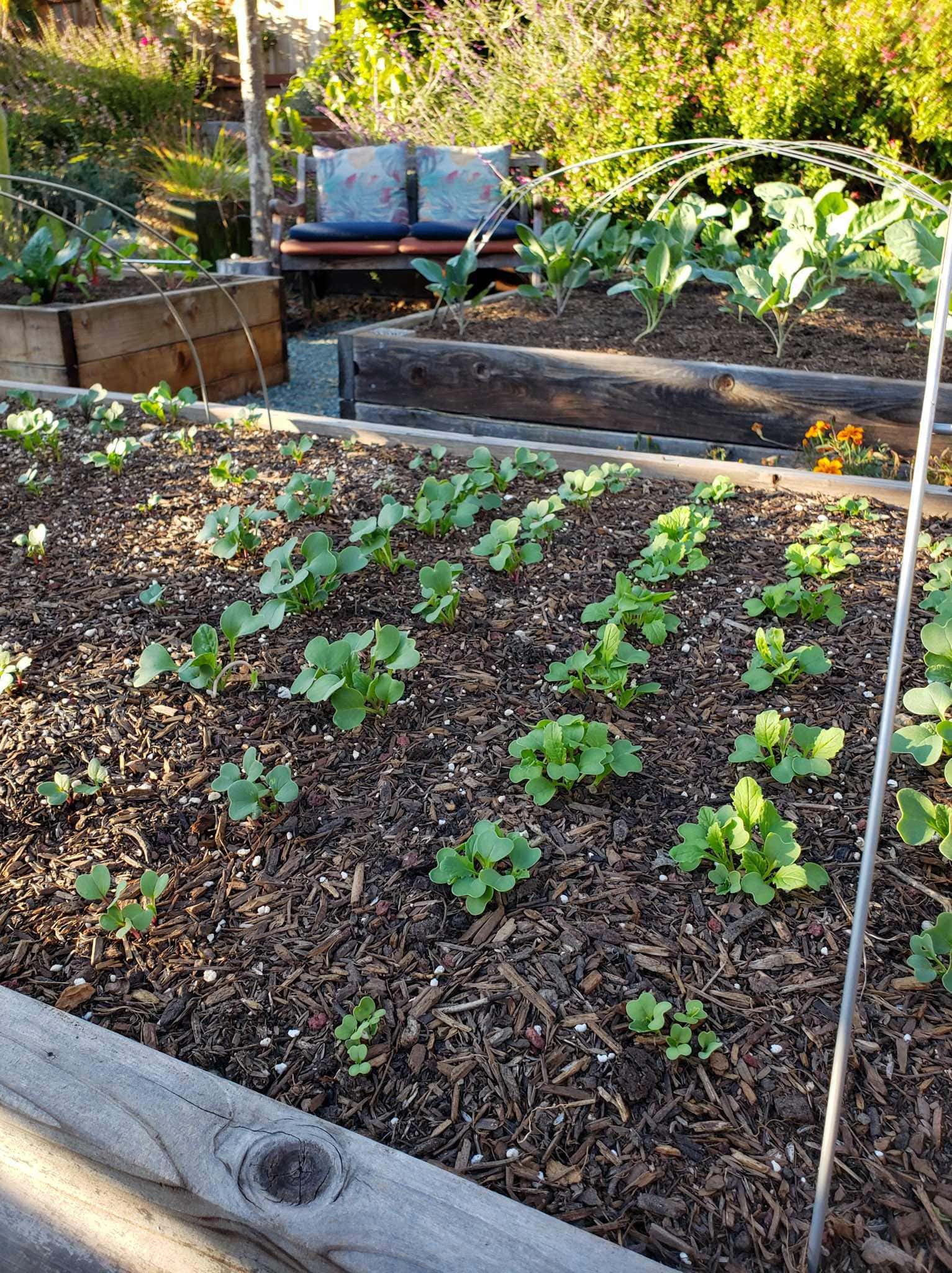 A close up image of a raised garden bed in the foreground and two raised beds in the background. Tender seedlings are growing in all of the beds with radish seedlings being the smallest in the foreground. The beds are mulched with woody compost as garden mulch to keep the soil moist and biologically active below. 