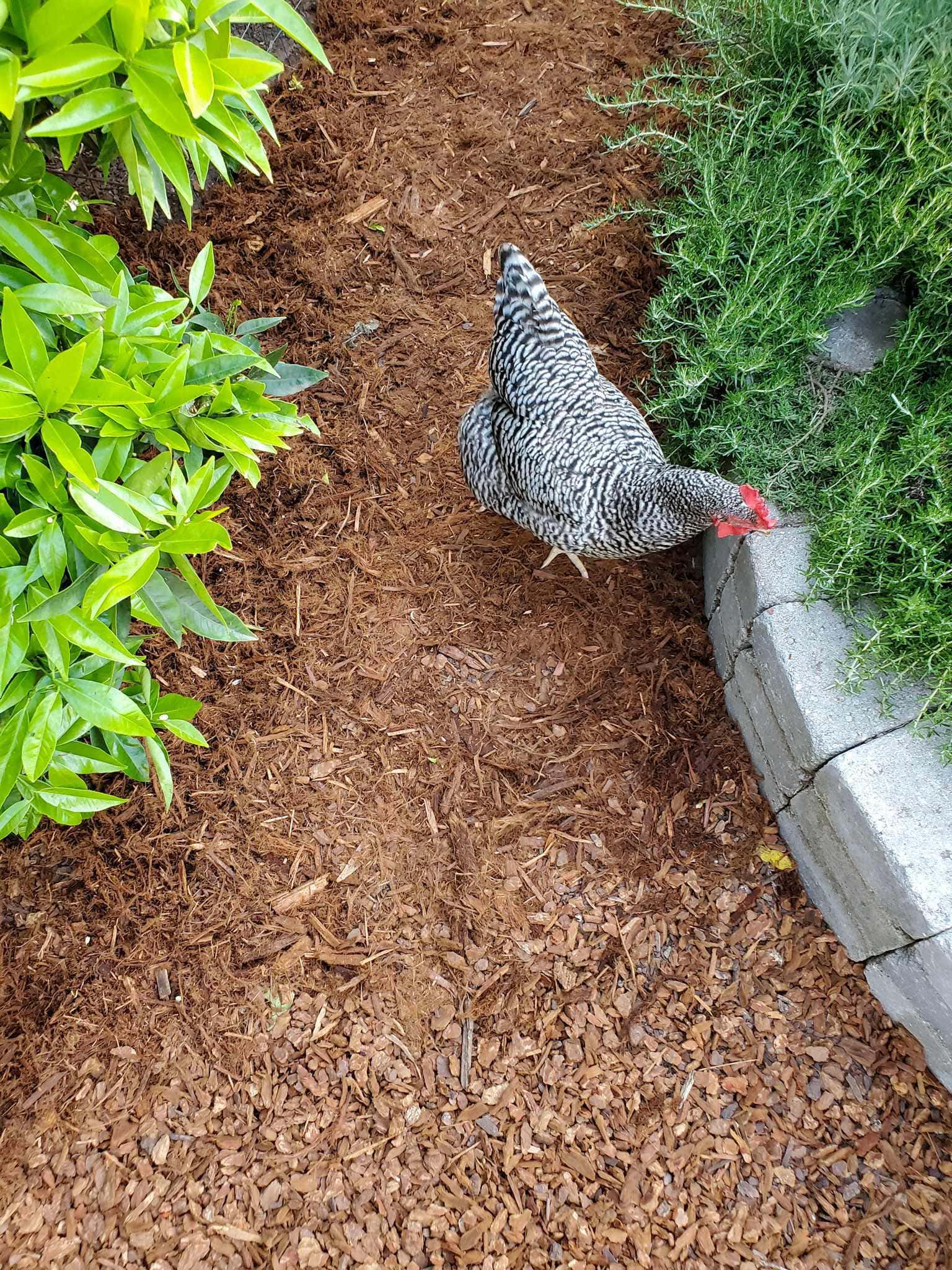 An overhead photo of a Barred Rock chicken walking amongst shredded redwood bark as it meets medium redwood bark garden mulch. There is a stone paver wall that has trailing rosemary climbing over it and parts of a citrus tree on the left that are framing the photo. 