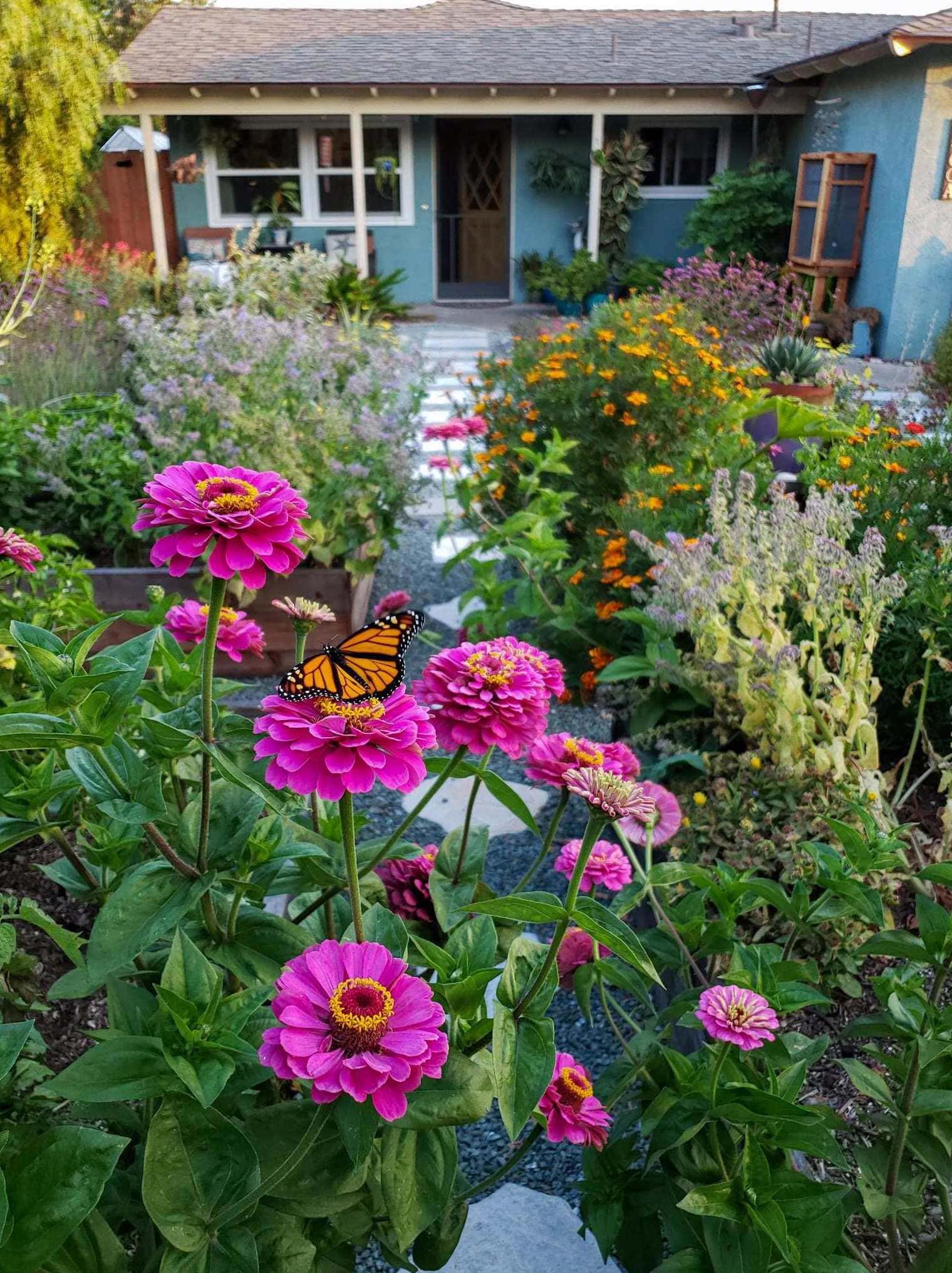The front yard garden is shown with a large pink zinnia as the focus with a monarch butterfly resting on one of the flowers. Beyond is an explosion of colors from the various plants from orange marigolds, borage, zinnia, and verbena to only name a few. A gravel and paver lined pathway leads to the house beyond. 
