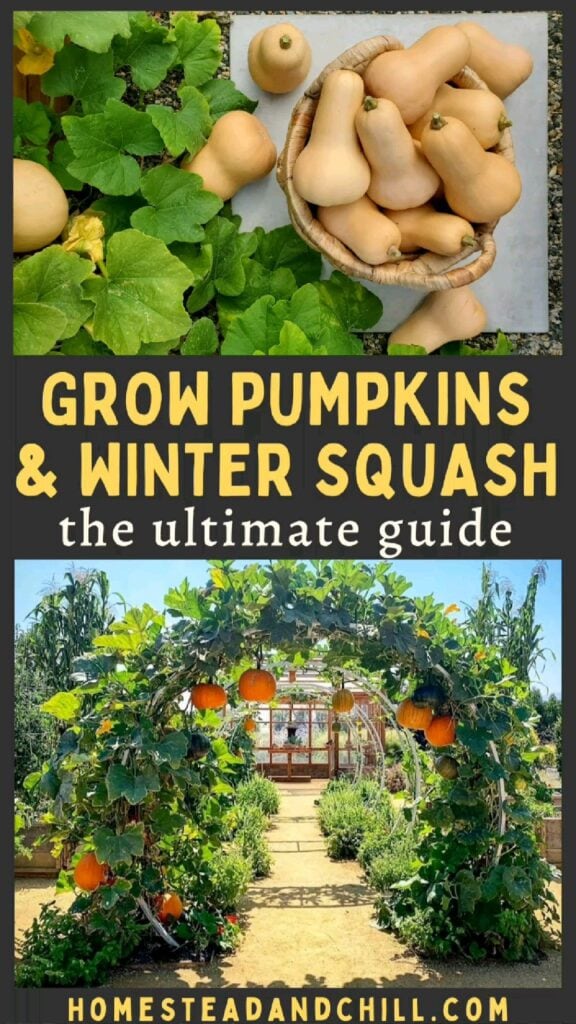 Growing Winter Squash and Pumpkins: The Ultimate Guide