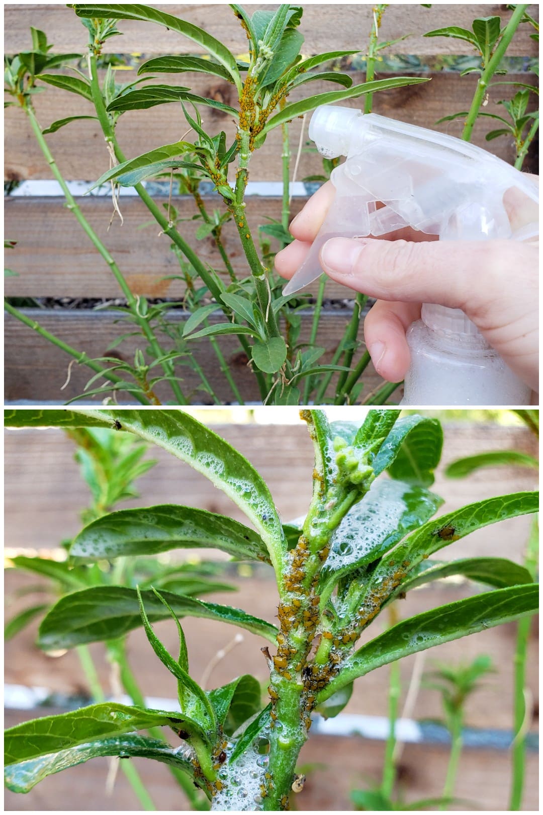 A two way image collage, the first image shows an aphid infested tropical milkweed plant with a hand holding a spray bottle next to it. The second image shows a close up image of a section of the plant after it has been sprayed with soap spray. There are visible suds lining up and down the plant, covering the aphids that remain on the plant. Using soap spray is a great way to get rid of aphids when they have colonized a plant. 
