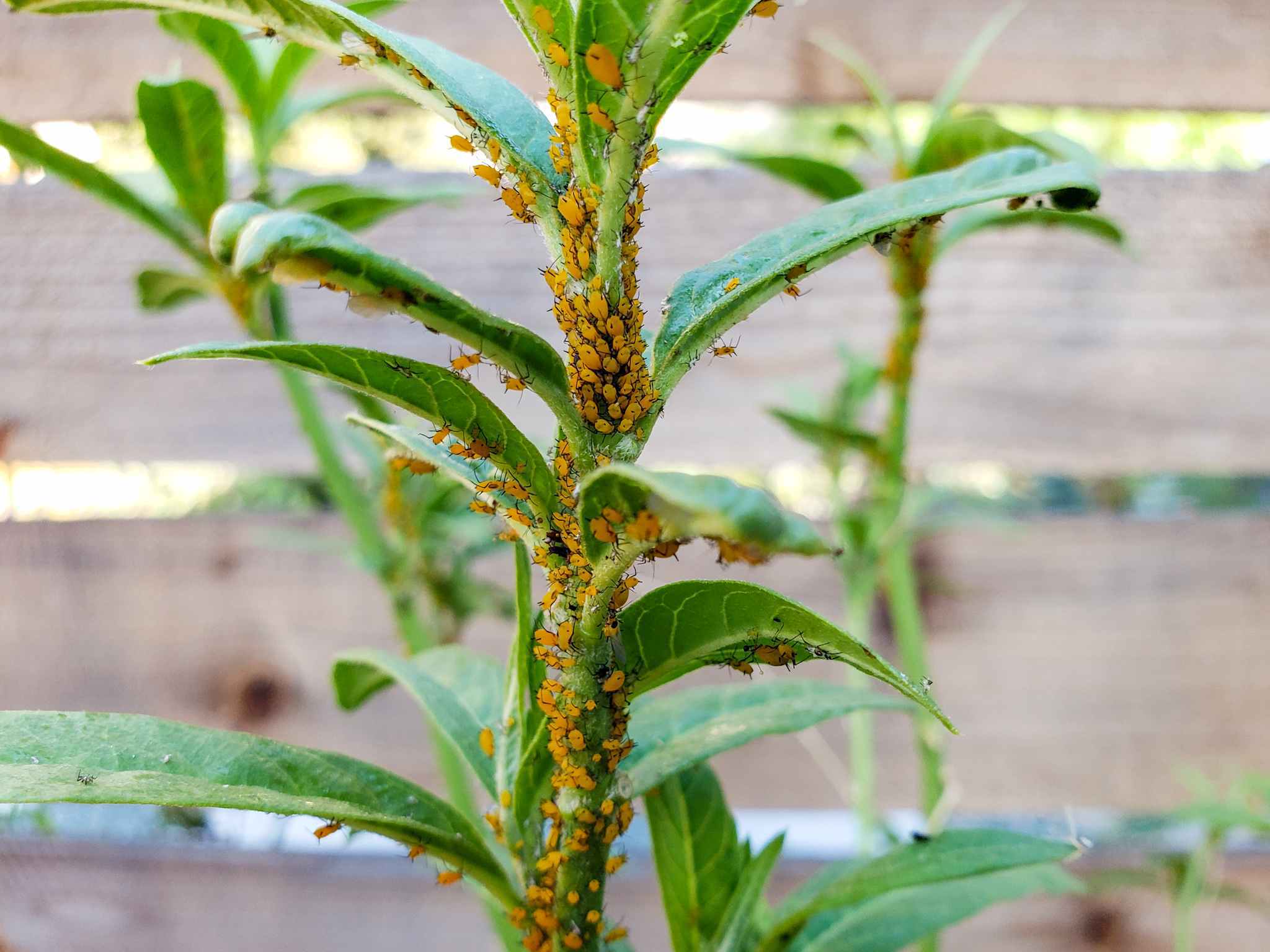 A top portion of a tropical milkweed plant is shown with two additional branches blurred out in the background behind the branch in focus. The branches are covered in orange aphids, some of them packed tightly together like corn kernels on an ear of corn. Little black specks which are their legs are visible amongst the orange bodies. There is a horizontal fence that is the backdrop. 