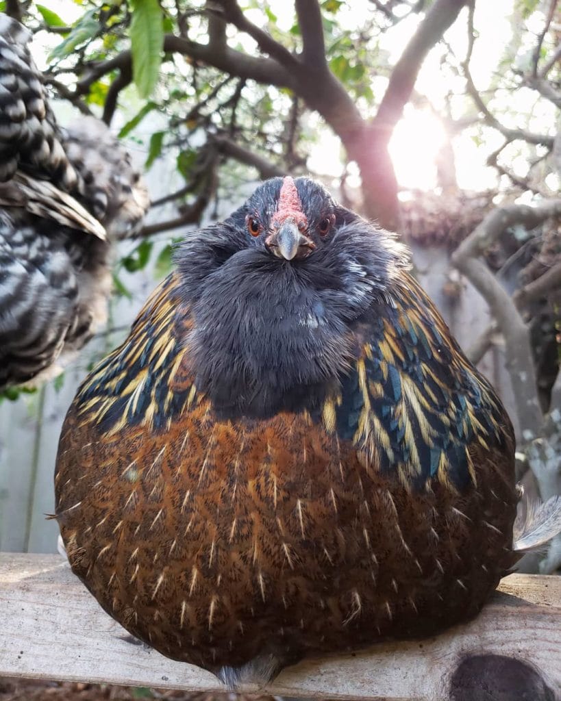 Hennifer the chicken. A brown, very large, round hen, with a fuzzy beard, sits under a lemon tree. 