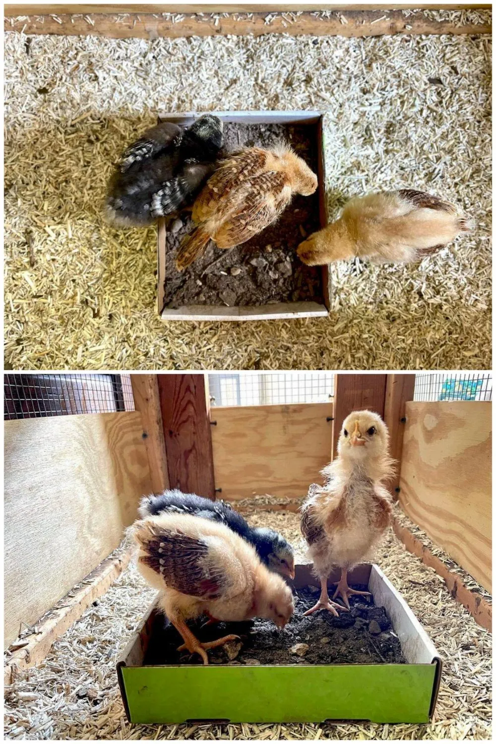 A two part image collage, the first image shows a close up image from above of three baby chicks playing in a chicken dust bath, a tannish blonde and a black chick are both inside the dirt bath while a lighter tan chick is peaking her head inside from outside the box. The second image shows the scene from ground level, all three chicks are inside the bath, picking around mostly while one of them is standing tall, staring straight at the camera. 