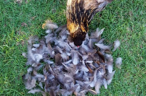 Looking down at two feet, with a large pile of brown and white feathers piled in front of the feet on grass. A brown molting chicken that appears to be missing feathers is peering over the pile of collected feathers too.
