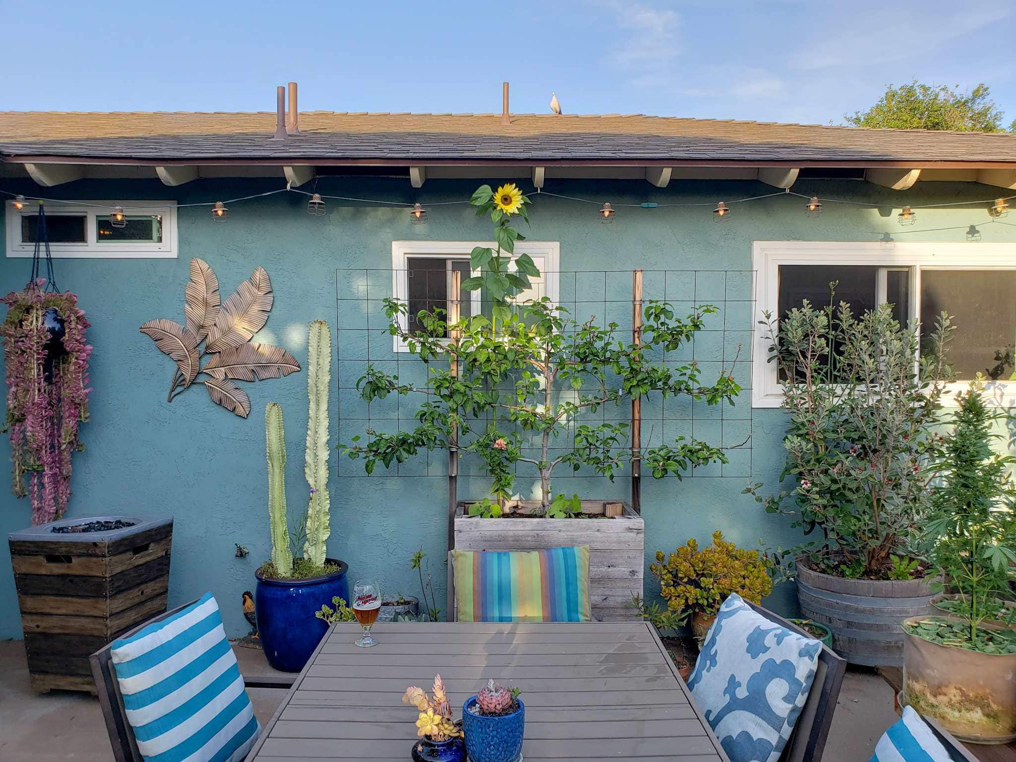 The backyard patio with the side of a house which is sea green/blue in color set as the backdrop. There is a Fuji apple tree that is the center forefront of the photo in a raised wooden planter container, the tree is in an espalier shape with three limbs extending out in even dimensions on both sides of the main trunk. There are also various potted plants throughout the patio, from jades to cacti to a pineapple guava (feijoa) that is planted in a half wine barrel. There is also a patio table extending towards the fuji tree from the bottom center of the photo. A raised gas fireplace sits in the left corner.