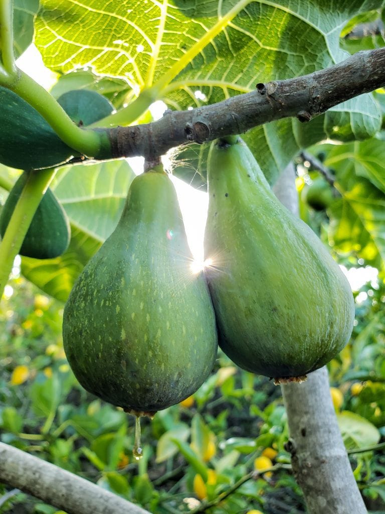 Two ripe green skinned Desert King figs hanging from a branch. One of them is so ripe it is dripping with sugar. The suns rays are filtering in from behind them.