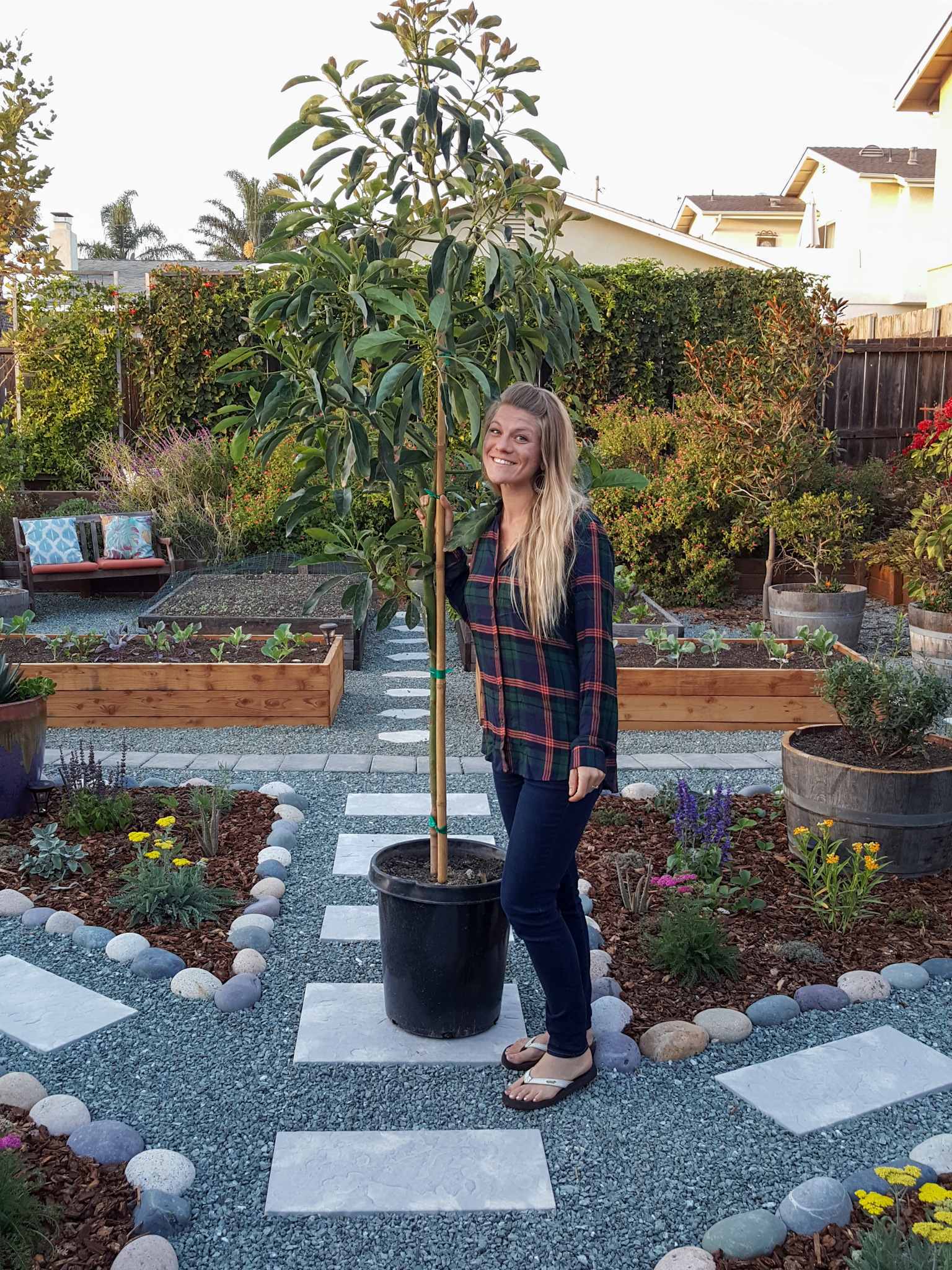 DeannaCat is standing next to a young Hass avocado tree in a 15 gallon nursery pot. She is standing in the front yard amongst a number of flowering perennials, annuals, raised garden beds full of vegetables, shrubs, vines, and trees. 