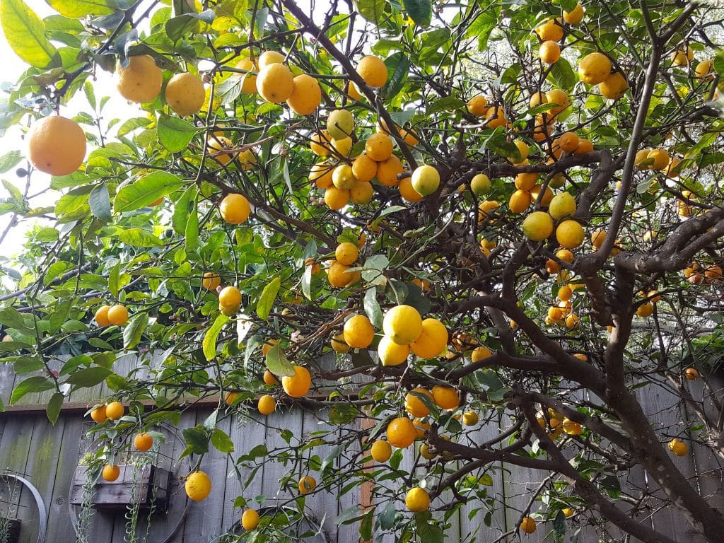 The understory of an old Meyer Lemon tree that is chock full of beautiful yellow/orange lemons. The trees foliage is lacking an excess of leaves but it is making up for it in fruit. Behind the tree is a wood fence which has three wooden planter boxes attached to it with various succulents flowing over and out of the planter.