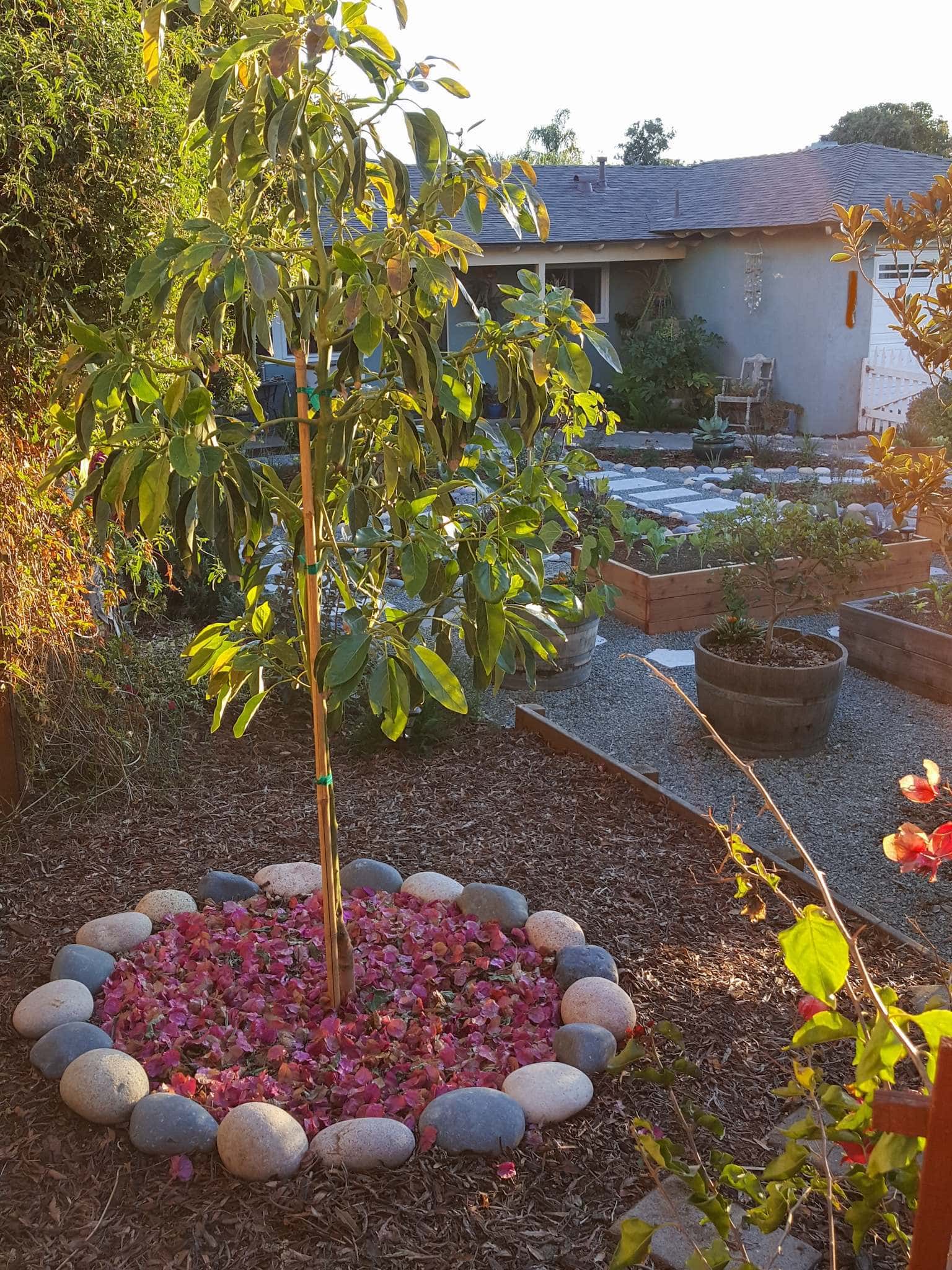 A newly planted avocado tree is enjoying the golden evening sun rays. The tree is surround by a rock ring made out of river rocks and it is mulched with pink leaves from a nearby bougainvillea. In the background are raised beds for vegetables and a small tree in a half wine barrel container. There is a house even further behind as the backdrop where there is a tall Japanese Aralia next to an old chair that has succulents planted in it.