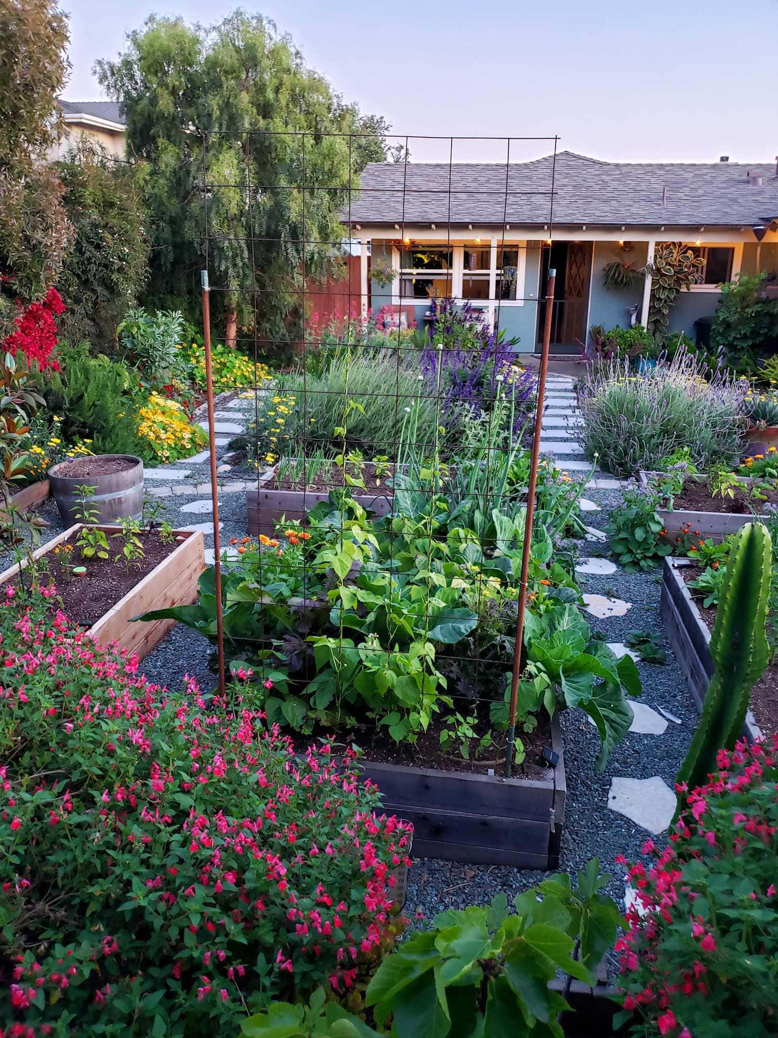 A front yard garden in full bloom, various raised beds contain vegetables of various types while perennials, trees, and plants of other various types are littered throughout the yard in a type of organized chaos. The foreground of the photo has beautiful pink blossoms from a salvia plant which stand it in stark contrast to the blues and purples of most of the plants as well as the evening sky.